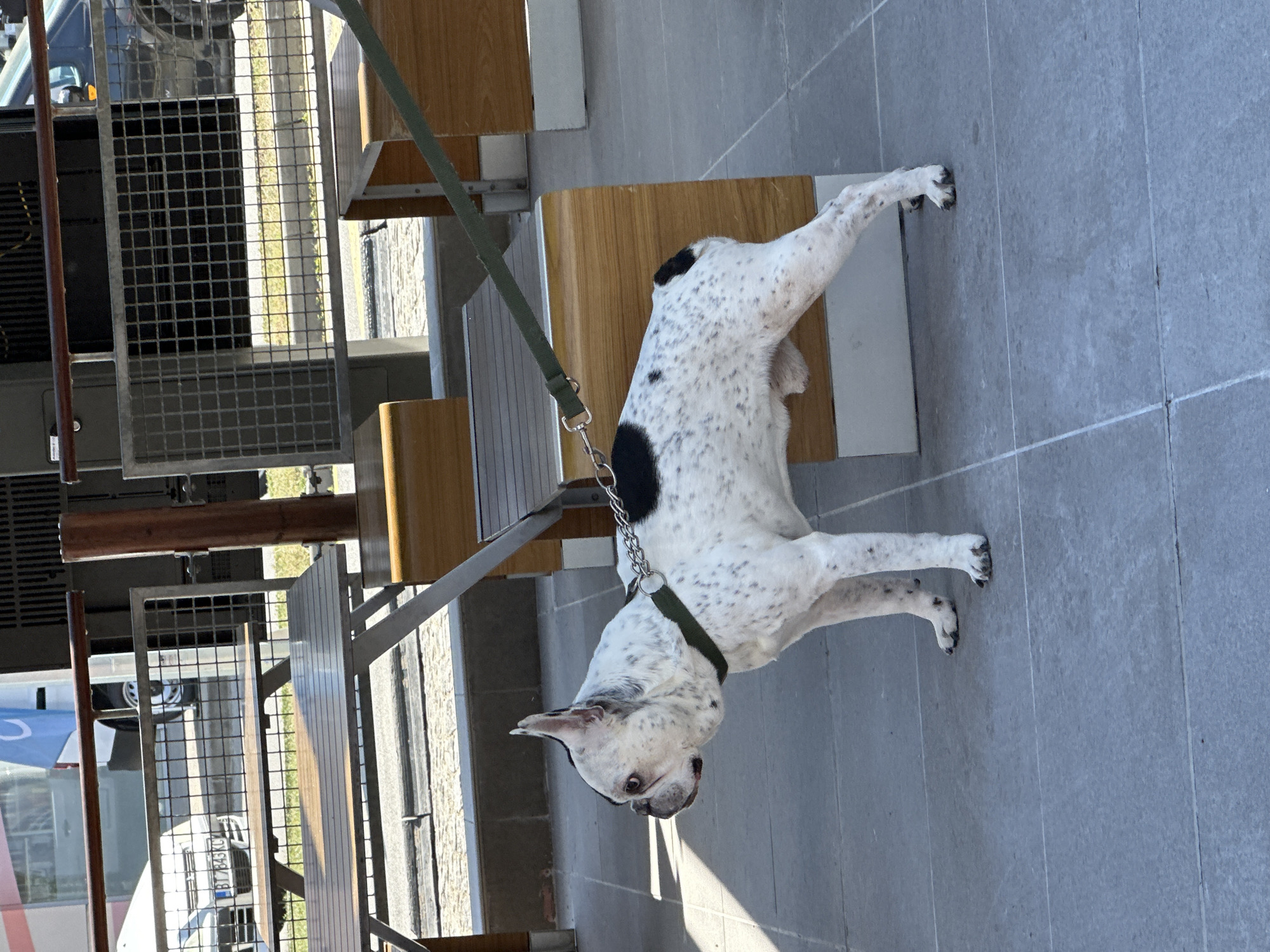 A white and black spotted French Bulldog on a leash stands on a grey tiled outdoor patio. The dog is looking down and to its left. Behind the dog are wooden benches and a metal grate structure. The scene appears to be outdoors on a sunny day. The location is Veliko Tarnovo, Bulgaria. A license plate is visible on a vehicle in the background which reads "BT 843 KB".