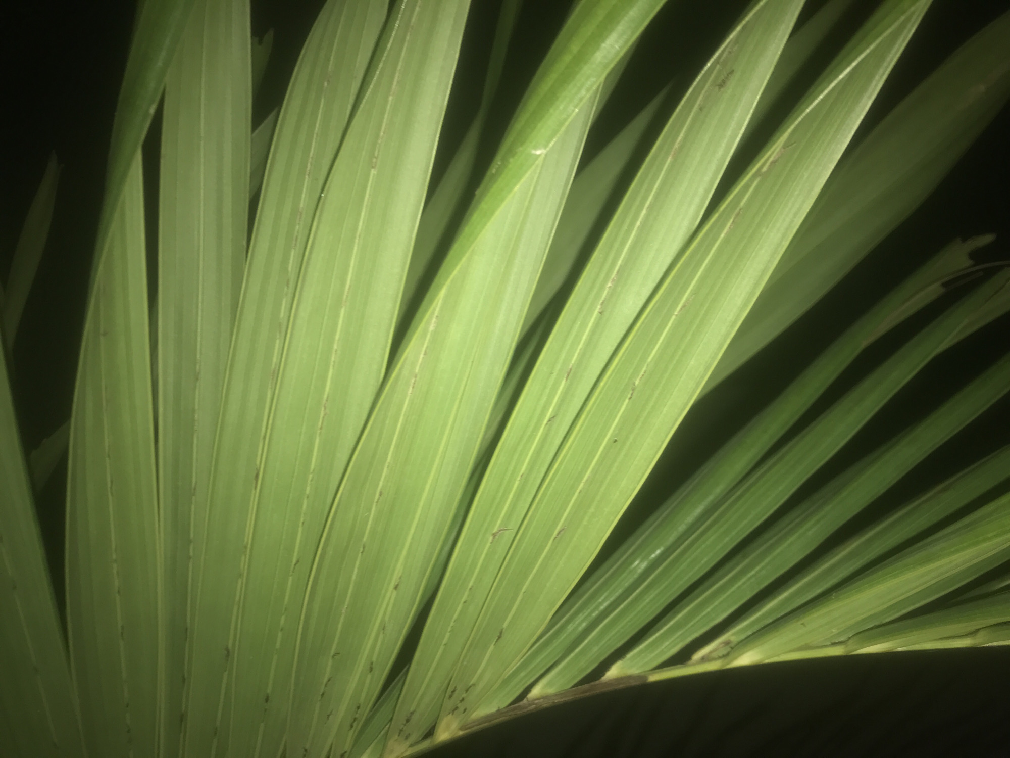 This is a close-up, low-angle shot of a palm frond, captured in low light conditions, likely at night given the deep shadows and the artificial lighting that seems to be illuminating the leaves from below or the side. The frond is a vibrant green, with numerous long, slender leaflets radiating outwards from a central stem. The leaflets are ribbed with subtle lengthwise veins, and some exhibit small, dark speckles, possibly due to dust, minor damage, or natural imperfections. The background is a stark, dark black, emphasizing the organic form of the frond. The overall impression is one of stillness and natural beauty, with the lighting creating a dramatic and somewhat mysterious atmosphere. There is no visible text.