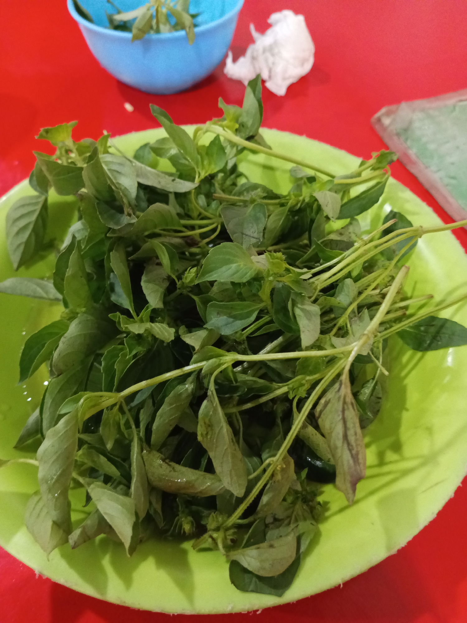 A close-up, overhead shot shows a bright green plastic plate filled with fresh basil leaves and stems. The basil is piled high, with some stems extending beyond the plate's edge. The plate rests on a vibrant red surface, likely a table. In the background, a blue bowl also contains basil. To the right of the bowl, a crumpled white napkin and a portion of a green, rectangular object are visible. The scene is likely set in a casual dining environment within Makassar, Indonesia.