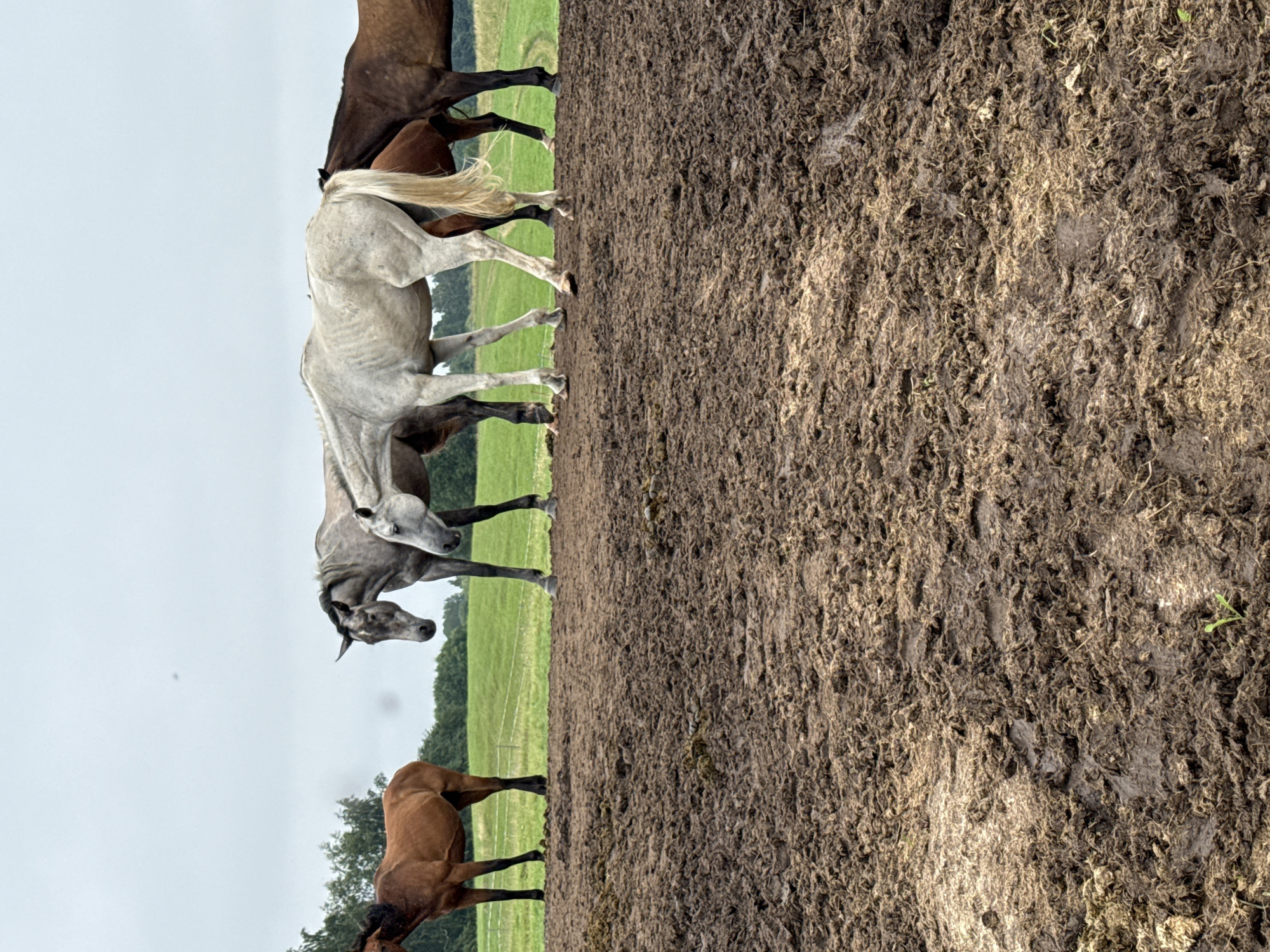 The image captures a group of horses standing on a muddy embankment in Galinė, Lithuania. The horses are positioned in a line, facing towards the left and right of the frame. From left to right, the horses appear to be a chestnut, a dappled gray, a white or light gray, a brown, and another brown horse. The foreground is dominated by a thick layer of dark, wet mud, textured with clumps and indentations, suggesting recent activity or natural settling. Beyond the embankment, a lush green field stretches out, bordered by a line of trees under a cloudy, overcast sky. The overall scene depicts a natural, rural environment.
