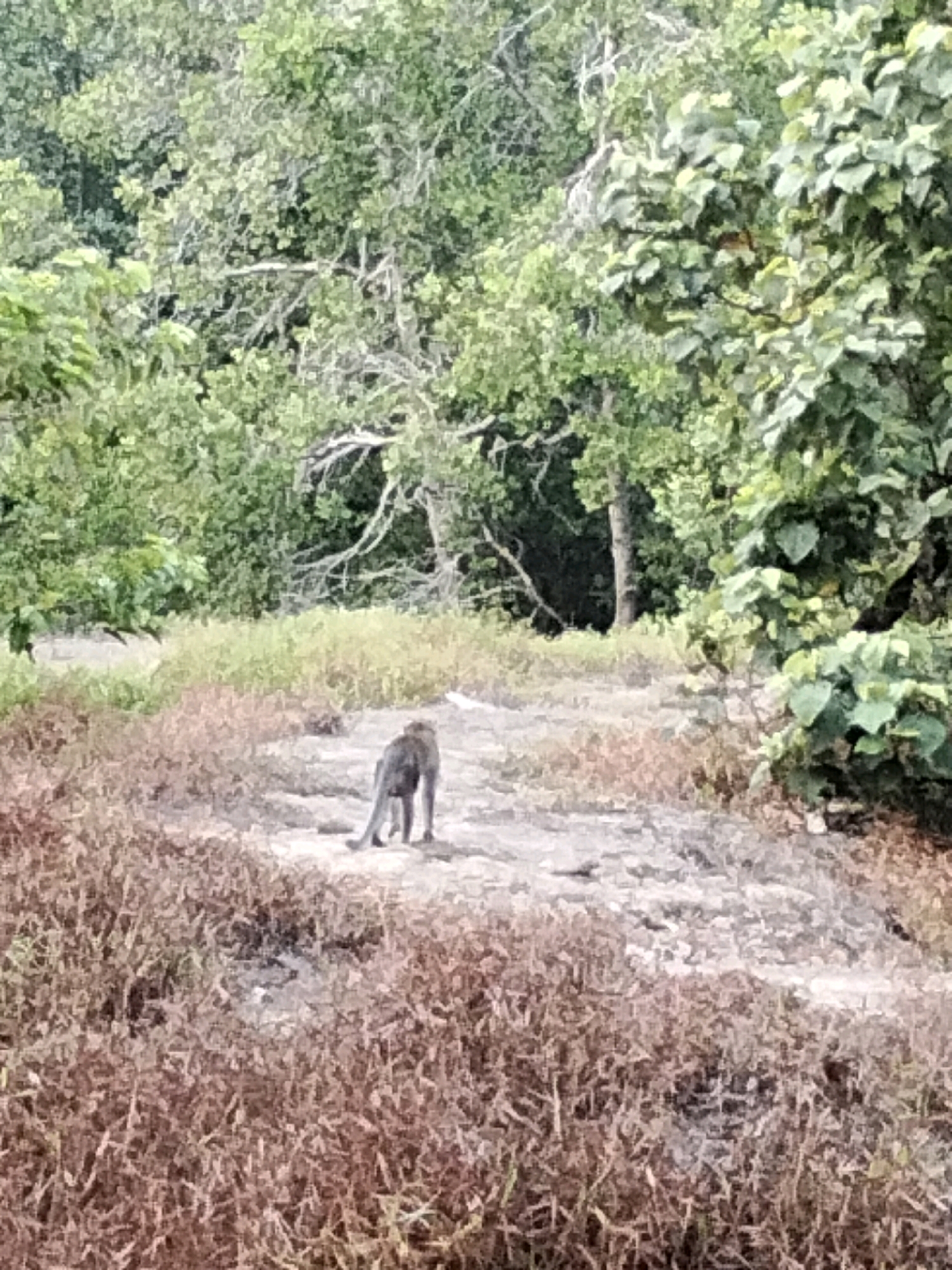 An adult monkey is seen from the rear, standing on a rocky, uneven ground, facing away from the camera. The monkey is dark gray or black and appears to be in motion or poised to move. It is positioned in the mid-ground of the image. The surroundings consist of dry, brown brush and sparse green vegetation in the foreground and mid-ground. The background is dominated by dense, lush green trees and foliage, suggesting a natural, possibly jungle-like environment. There is no visible indication of the city of Teluk Pambang, Indonesia. The lighting is overcast, and the image quality is moderate with some blurring.