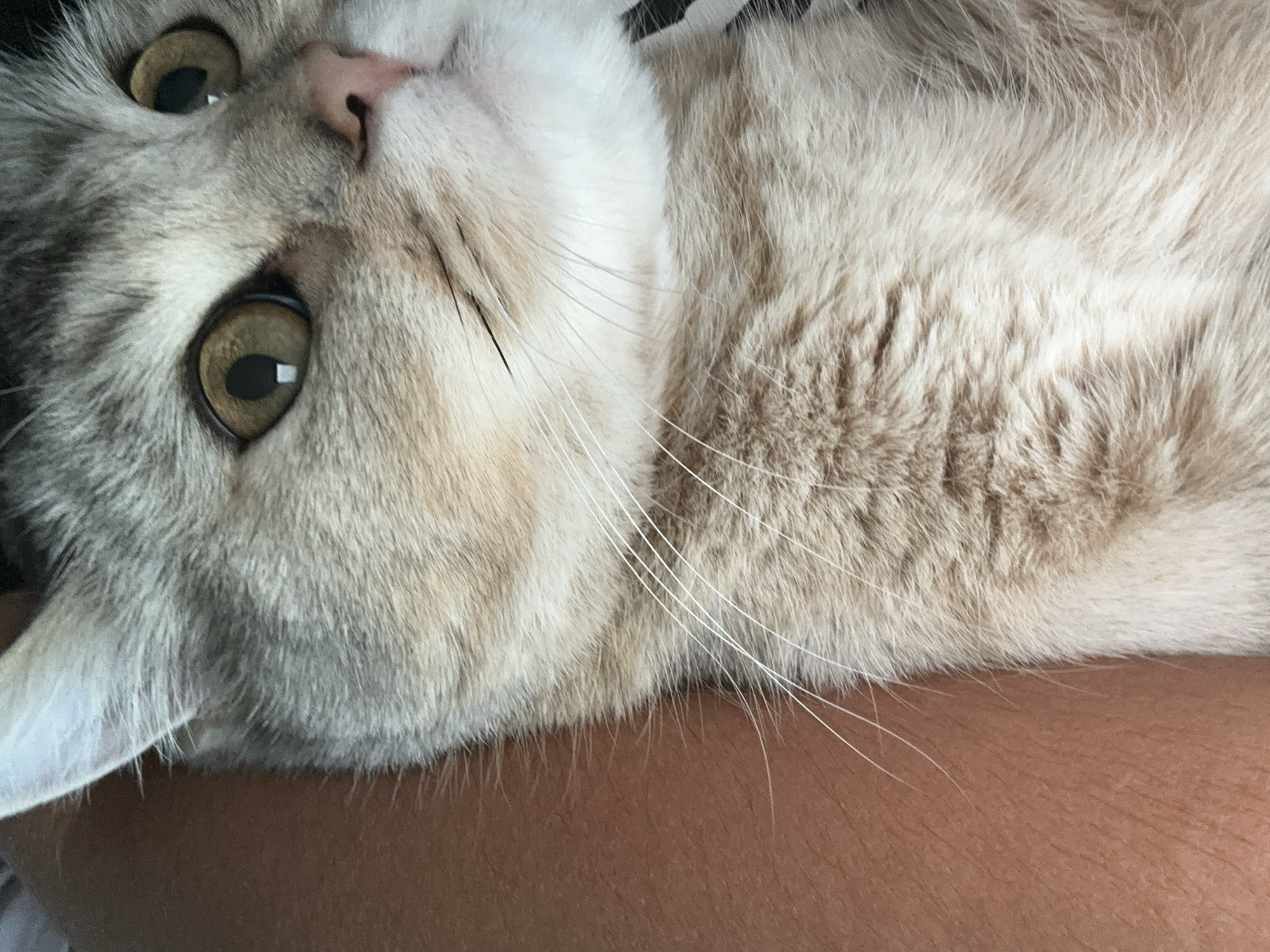 A close-up, eye-level shot shows a domestic cat's head and shoulder resting against a human arm. The cat's fur is a mixture of light gray and tan with darker tabby markings, particularly around its ears and eyes. Its large, greenish-brown eyes are wide open, and its pink nose is visible. The human arm, which is partially visible on the left side of the frame, appears to be tanned and slightly textured. The background is out of focus, but hints of black and white suggest clothing or another surface. The lighting is soft, highlighting the cat's features and fur texture. The overall impression is one of intimacy and comfort, with the cat appearing relaxed and safe in its surroundings.