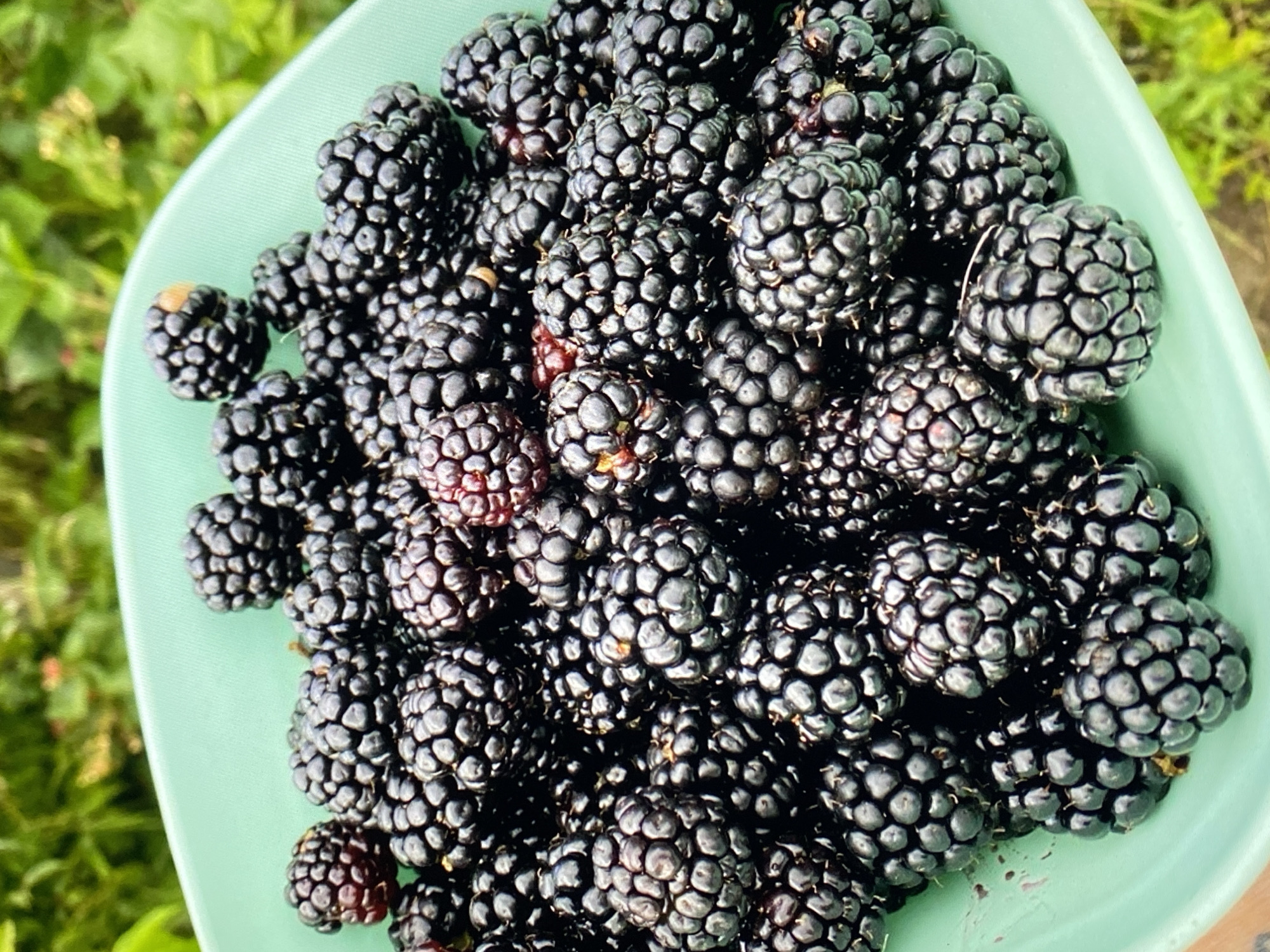 A close-up, top-down shot shows a bright green bowl overflowing with ripe blackberries. The berries are dark purple-black and plump, with individual drupelets clearly visible, creating a textured surface. Some berries show a slight sheen from ripeness, while others have subtle red undertones. The bowl is filled to the brim, with berries spilling slightly over the edge in some areas, suggesting a recent harvest. The background is softly blurred, revealing green foliage that indicates an outdoor, natural setting. The location is identified as being in Purkersdorf, Austria.