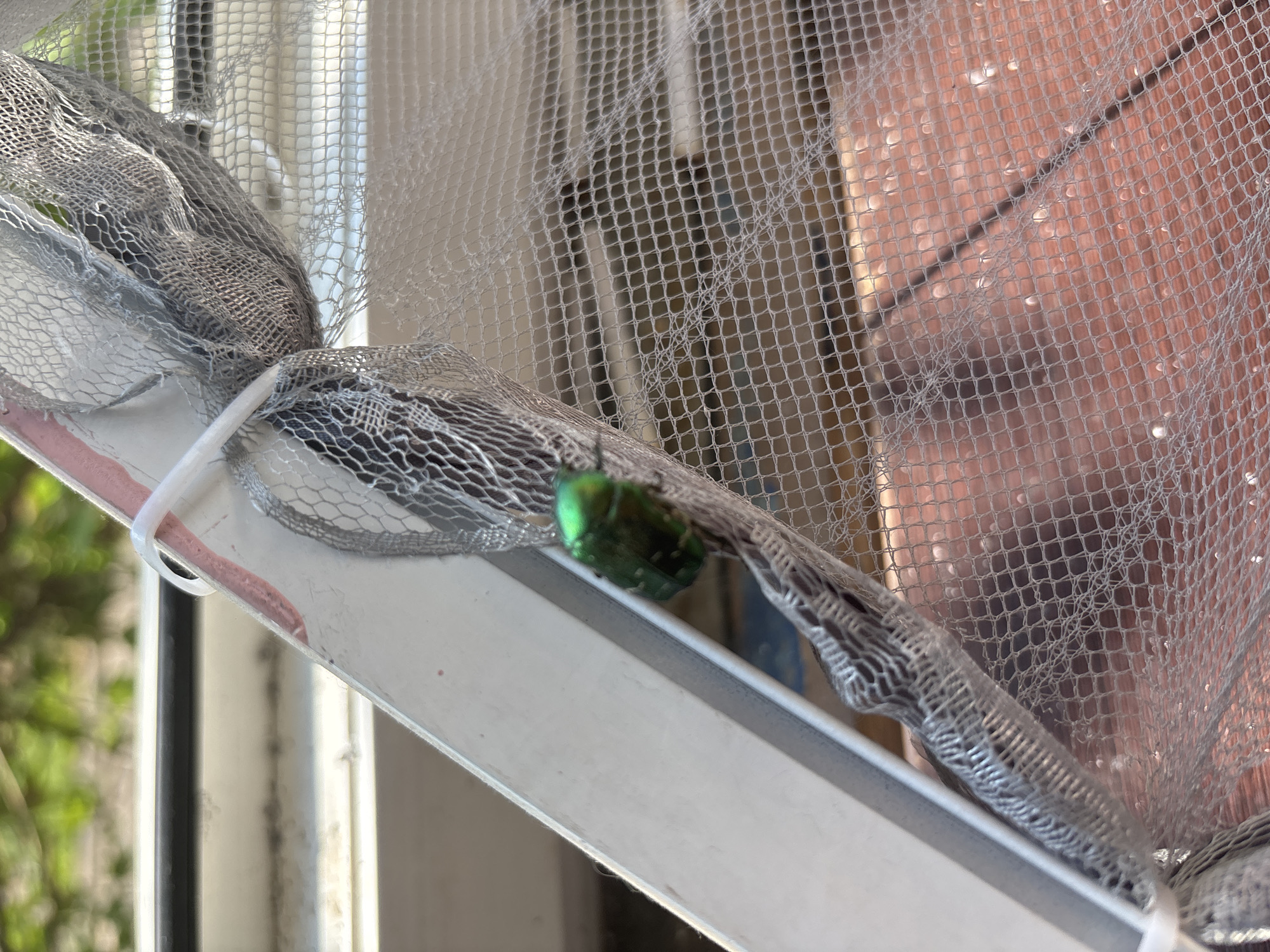 A close-up, eye-level shot shows a metallic green beetle clinging to a white plastic frame covered by a gray mesh screen. The beetle is oriented with its head facing left and is approximately halfway up the frame. The screen is attached to the frame with white zip ties. The background is blurred, but appears to show green foliage and a wooden surface with some water droplets. The scene is lit by natural light.