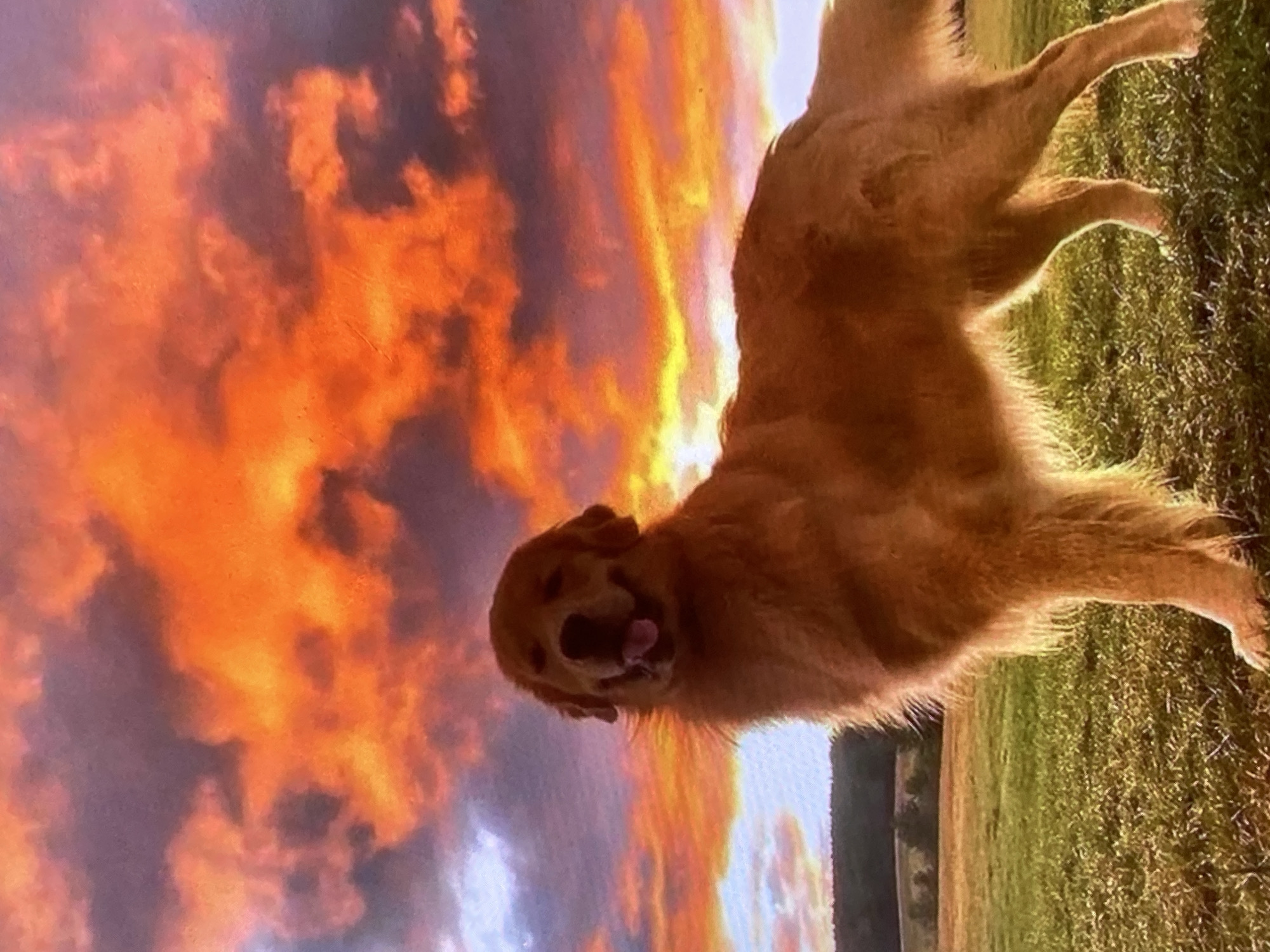 A golden retriever stands in a grassy field under a dramatic sunset sky filled with vibrant orange and red clouds. The dog is facing the camera, its mouth open and tongue slightly visible. In the background, a treeline marks the edge of the field, and beyond that, rolling hills are visible under the colorful sky. The scene appears to be in Ustyvytsia, Ukraine.