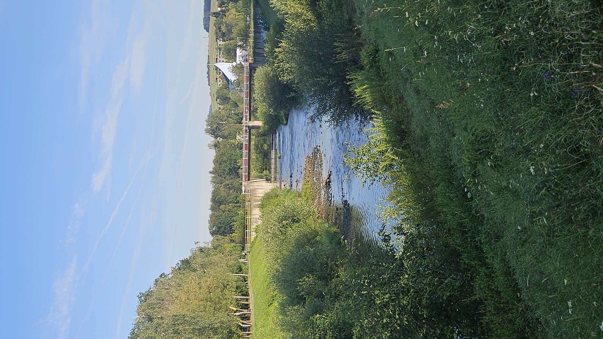 This is a vertical, eye-level, medium shot of the Torysa River flowing through the city of Prešov, Slovakia, on a clear, sunny day. The river is shallow with visible rocks and a gentle current. Dense green foliage lines both banks of the river, with a paved walkway and trees visible on the left bank. A concrete bridge with a metal railing spans the river in the mid-ground, with buildings and a distinctive white, angular building with a pointed roof visible in the distance on the right bank, part of the Prešov city landscape. The sky is a clear blue with faint wispy clouds. The foreground is dominated by tall, green grass with scattered white wildflowers.
