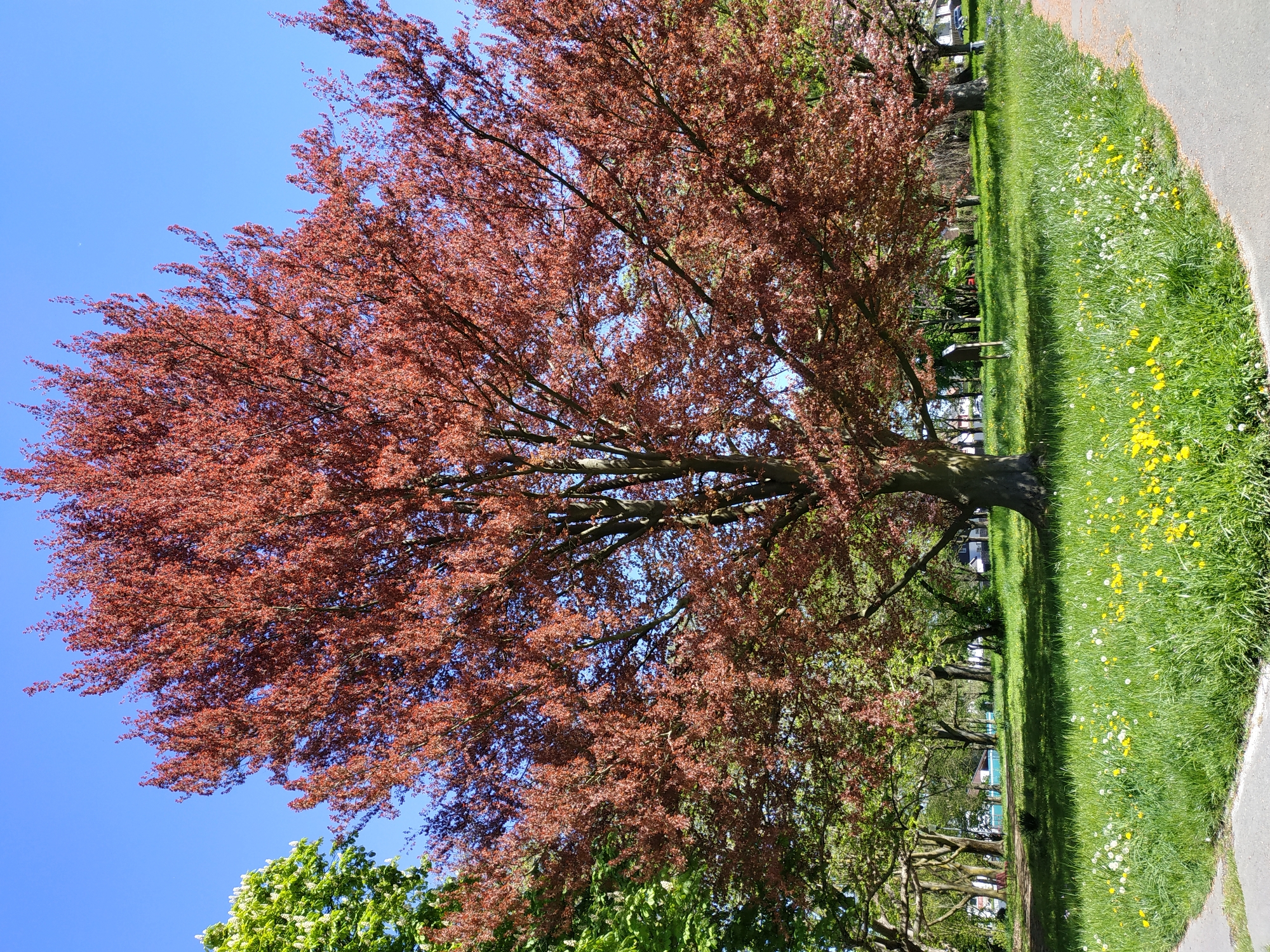 This media file is a vibrant, clear daytime photograph of a park or natural area in Dortmund, Germany. The scene is dominated by a large tree with distinctive reddish-brown leaves, possibly a copper beech, which fills the left and central parts of the frame. Its dense canopy and branches are set against a vivid, cloudless blue sky. A very faint crescent moon is visible in the upper left portion of the sky.
To the right of the prominent tree, a lush green lawn extends horizontally, dotted with numerous yellow dandelions and smaller white wildflowers, suggesting spring or early summer. A paved path runs along the right edge of this grassy area. In the background, other trees with green foliage line what appears to be an avenue or park pathway. The bright, clear sunlight indicates good weather. There are no people, animals, or visible text in the tranquil landscape.