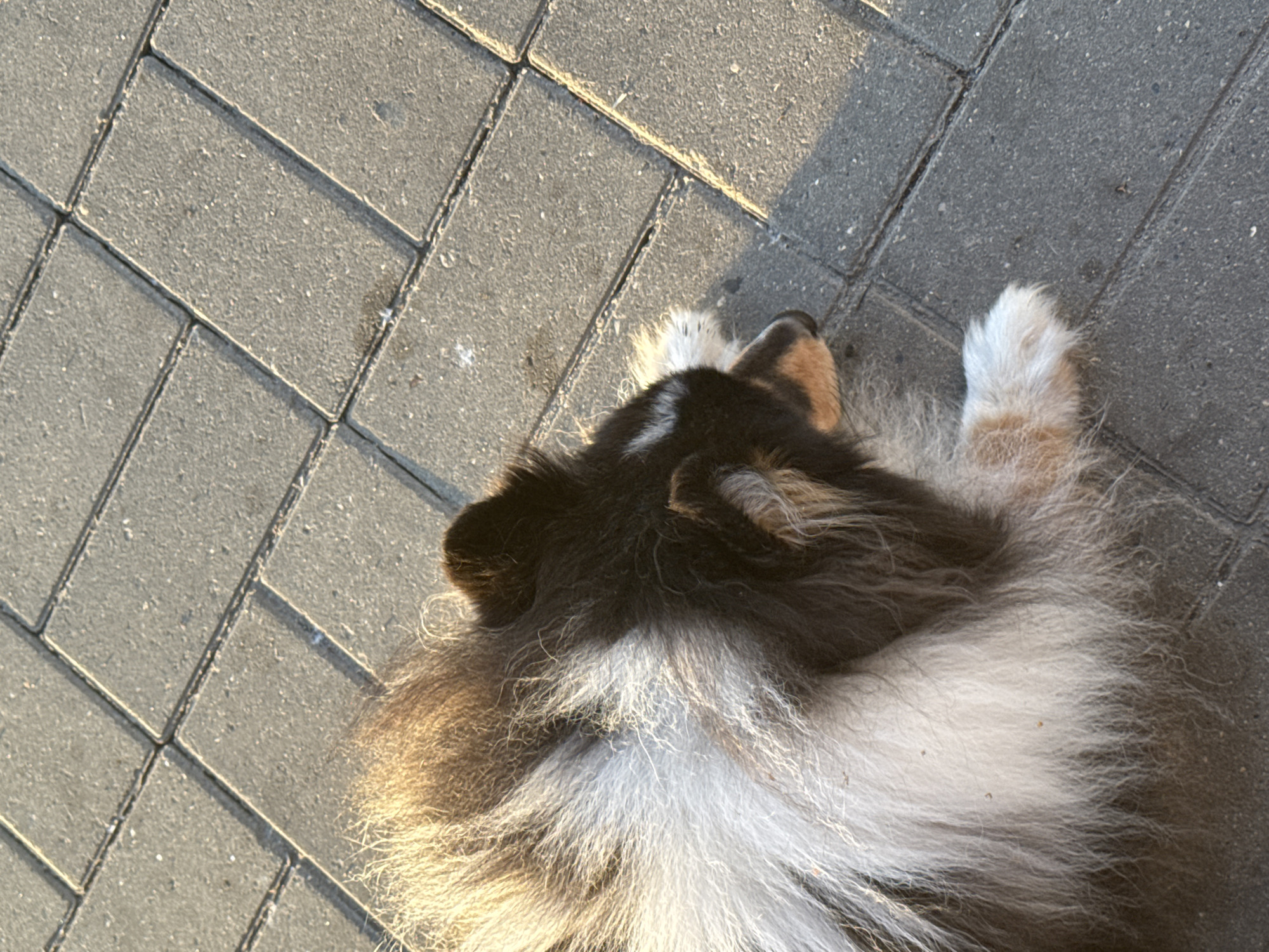 The image shows a close-up, high-angle view of a fluffy dog lying on a paved surface. The dog has long, multi-colored fur, primarily black and white with some tan markings on its face and paws. It is lying on its side, with its head turned to the right. The paved surface appears to be made of rectangular grey interlocking pavers, some of which are casting shadows, suggesting it is daytime and the sun is at an angle. The lighting indicates it is either early morning or late afternoon. The image does not contain any discernible elements that would indicate its specific location within Bykovo, Russia.