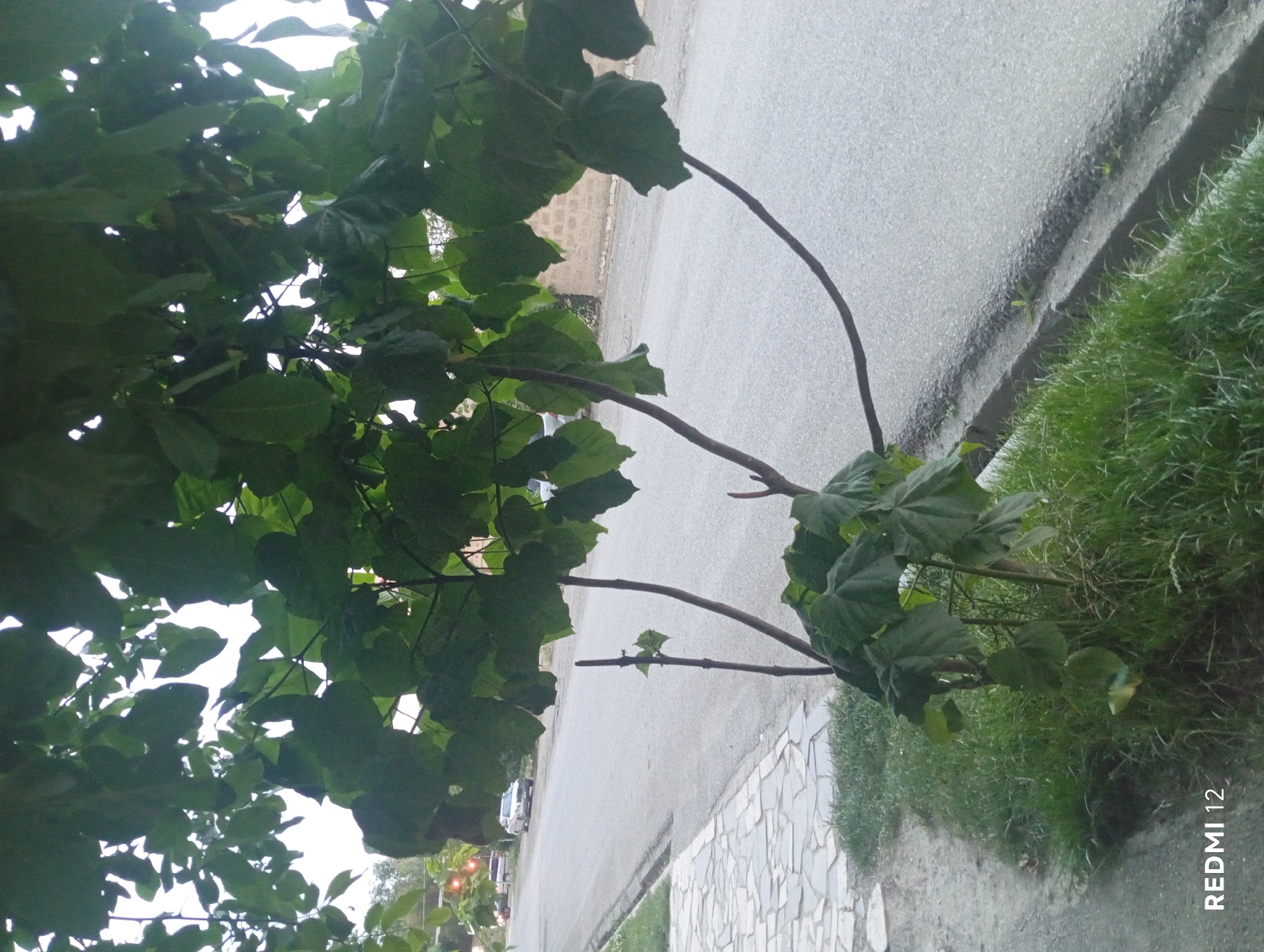 The image captures a low-angle view of a tree with large green leaves obscuring the sky. The tree is situated near a paved road, which appears to be a street in a city. A stone-tiled sidewalk runs alongside the road, bordered by a strip of green grass. Beyond the sidewalk, a light-colored car is visible on the road, suggesting a residential or commercial area. The background shows a wall made of bricks and some distant buildings. The overall impression is a snapshot of an urban environment, likely taken during the daytime, with the tree being the dominant element in the foreground. The presence of the car and the paved road indicates a developed area.