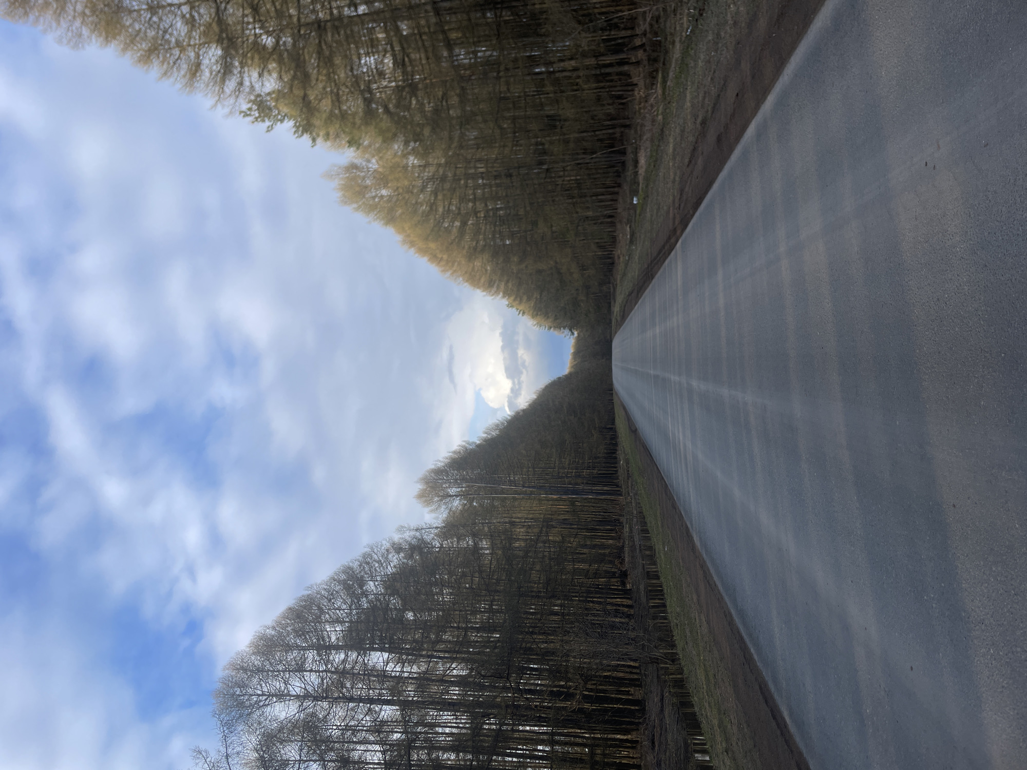 An outdoor, vertically oriented image displays a serene, tree-lined road under a partly cloudy sky. The asphalt road occupies the lower half of the frame, appearing damp or recently wet, with subtle reflections on its surface. It stretches straight into the distance, creating a strong vanishing point and a sense of depth, suggesting a quiet, unoccupied path.
On either side of the road, dense stands of tall trees form a natural corridor. The trees, possibly larch or similar deciduous conifers, appear mostly bare or with very light, sparse foliage, hinting at late winter or early spring. Their branches extend upwards and inwards, creating a canopy that narrows towards the distant horizon. A strip of brownish-green ground or grass separates the road from the forest on both sides. The upper part of the image features a bright blue sky with scattered white clouds. A particularly bright spot in the sky, visible in the distance where the trees converge, indicates the presence of the sun. The overall scene conveys a sense of peaceful isolation, characteristic of a rural landscape in Подшивалово, Russia. There is no visible activity, people, objects beyond the natural elements and the road, or text.