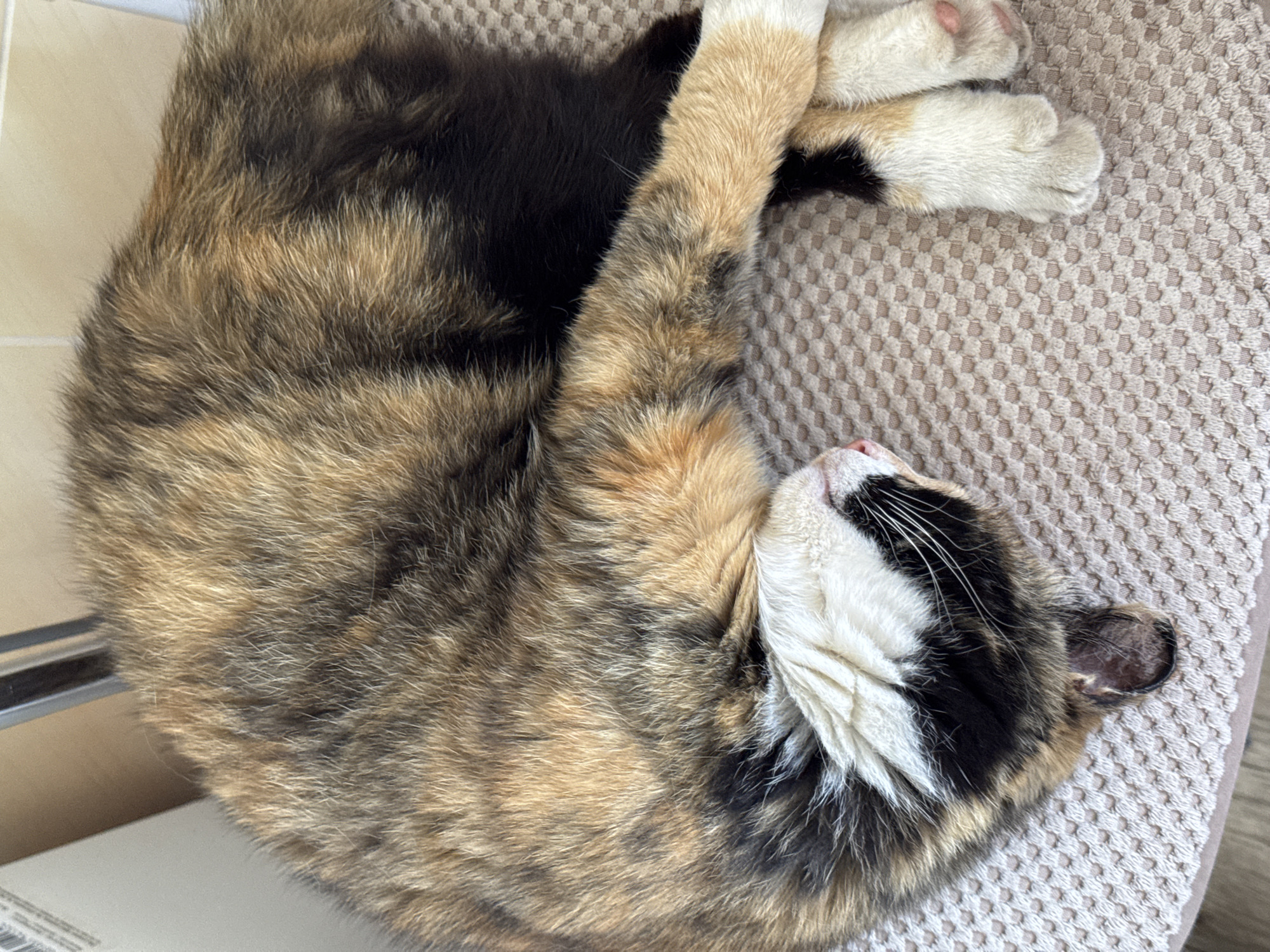 A calico cat is curled up asleep on a textured light brown surface. The cat's head is tucked under its body, with its face partially visible, showing white fur with black and tan markings around its eyes and nose. Its paws are crossed in front of its face. The background shows a blurry white and light brown object, possibly furniture. The scene appears to be indoors. There is no information about Chuguyevka, Russia in this image.