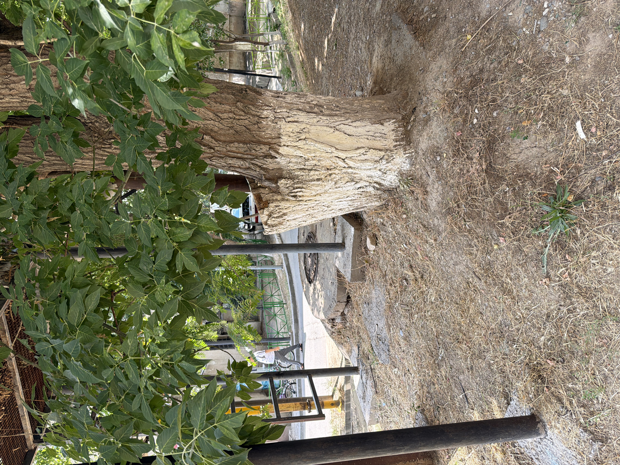 The image depicts a street scene in Shymkent, Kazakhstan, focusing on a large tree trunk that has been painted white at its base. The tree's bark is rough and textured. Lush green leaves hang from branches that obscure the upper portion of the image. In the background, a person in a light-colored shirt and grey pants walks along a paved road. A bicycle is visible parked behind a metal railing. The ground surrounding the tree is covered with dry grass and some sparse green shoots. In the distance, buildings and a green fence can be observed. The overall environment suggests a warm, sunny day.