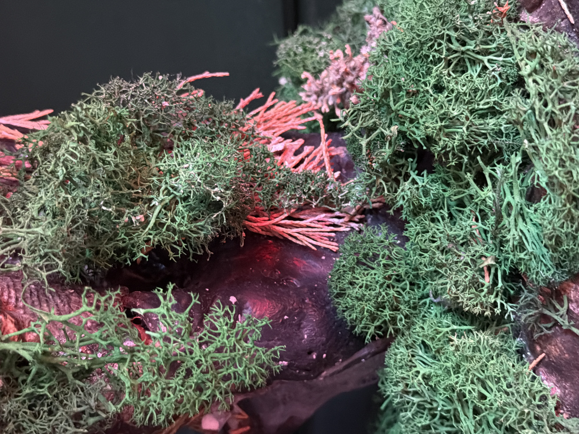 This is a close-up, overhead shot of artificial, dried lichen and mosses, arranged to resemble a natural, woodland scene. The primary subjects are the various textures and forms of the green lichen, which appear as intricate, branching structures. Interspersed among the green are small clusters of pinkish-red, dried plant material, possibly twigs or other decorative elements, adding a contrasting color and texture. The lichen and mosses are densely packed, creating a textured landscape that covers a dark, irregularly shaped object, possibly a piece of wood or a rock, which serves as the base. The background is dark and out of focus, providing no specific location cues. The lighting is dramatic, with a red glow visible in some areas, suggesting an artificial light source rather than natural daylight. There are no people, animals, or text visible in the image. The scene is static and appears to be a decorative arrangement or a component of a diorama.