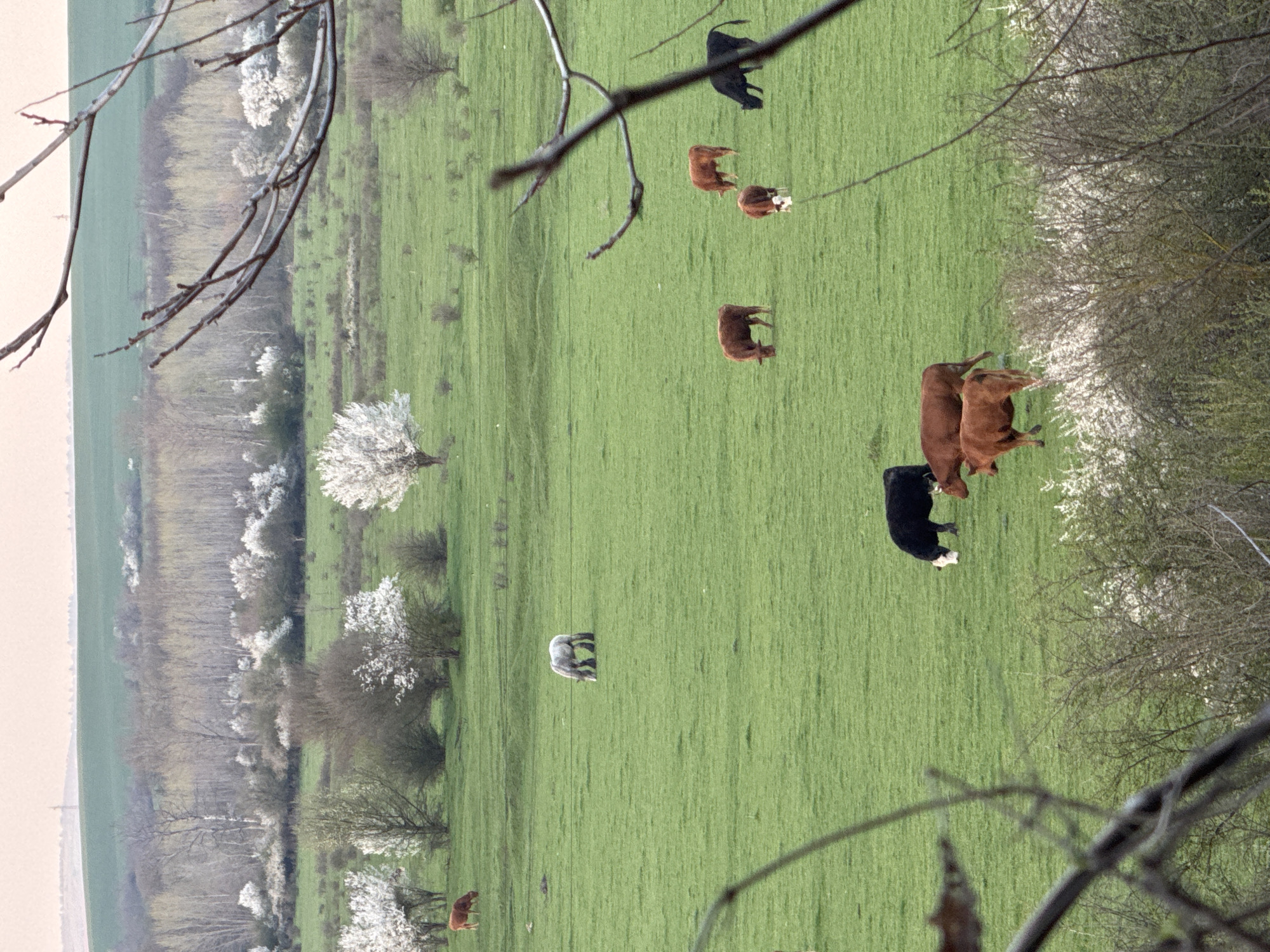The image presents a rural scene, possibly captured in an area similar to Polsko Kosovo, Bulgaria. A large, green field dominates the view, populated by a herd of cattle. The cattle are of various colors, including brown, black, and white. Some are clustered together, while others are scattered across the field. The field is bordered by trees and blossoming shrubs on both sides. The foreground features bare tree branches. In the distance, there is a line of trees, suggesting a forest or wood. The lighting suggests it could be either early morning or late afternoon.