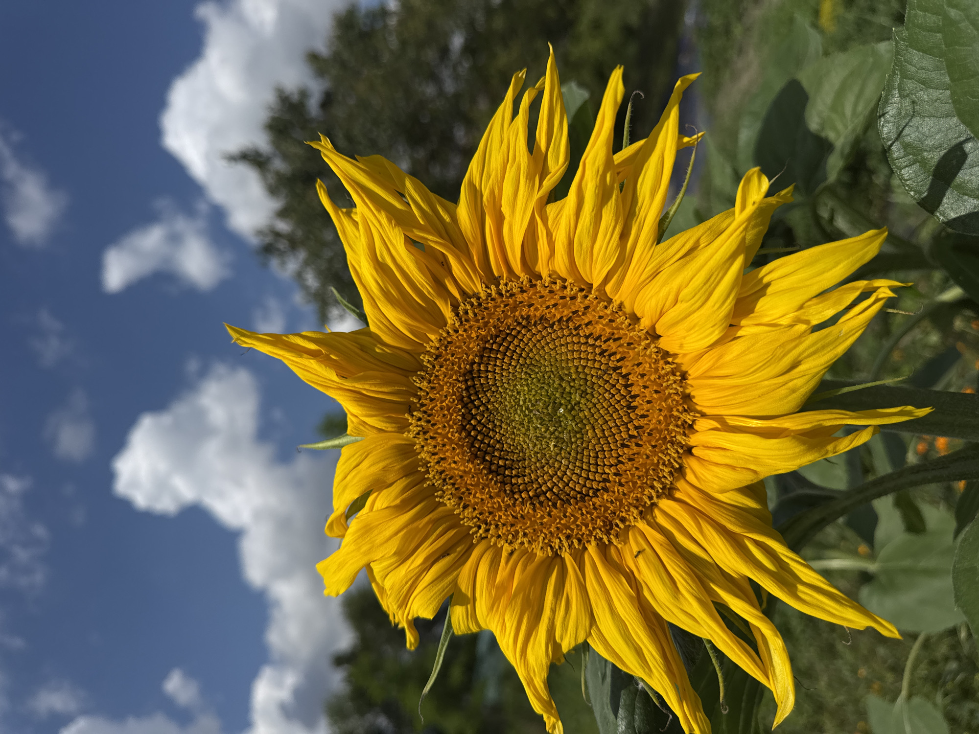 In the city of Zassovskaya, Russia, a close-up, low-angle shot captures a bright yellow sunflower dominating the frame against a vivid blue sky dotted with fluffy white clouds. The sunflower's face, turned slightly to the right, displays a textured brown and green center surrounded by numerous radiant petals, some of which are slightly curled or torn. The background is a blur of lush green foliage and the dark silhouettes of trees. The lighting suggests it is a sunny day, casting shadows on the sunflower's petals and leaves.