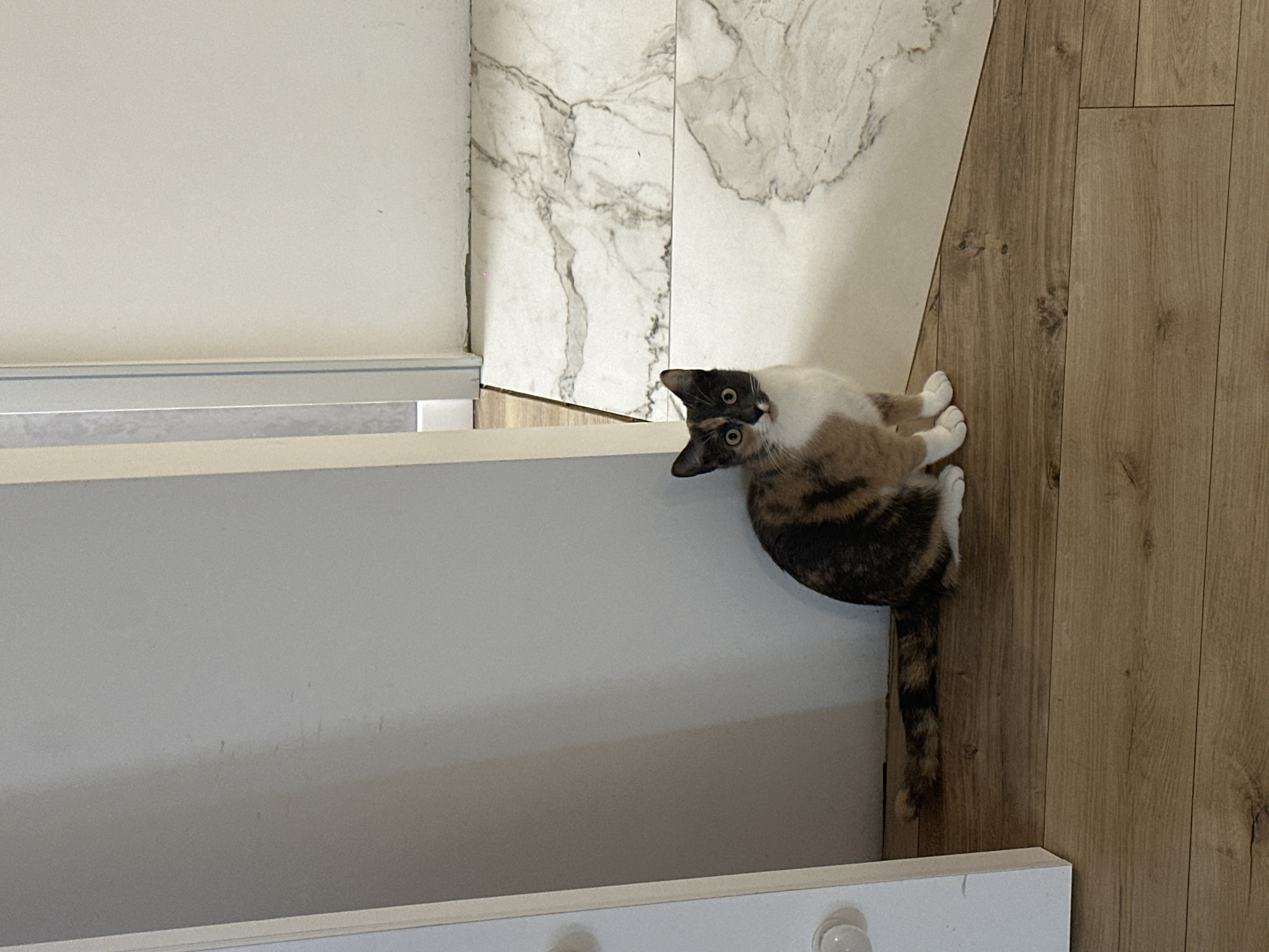 A calico cat with a white chest and paws sits on a wooden floor. The cat is facing forward and looking directly at the camera with its tongue slightly out. The background consists of a white wall on the left, a doorway, and a marble-patterned floor on the right. The scene appears to be indoors, possibly in a home.