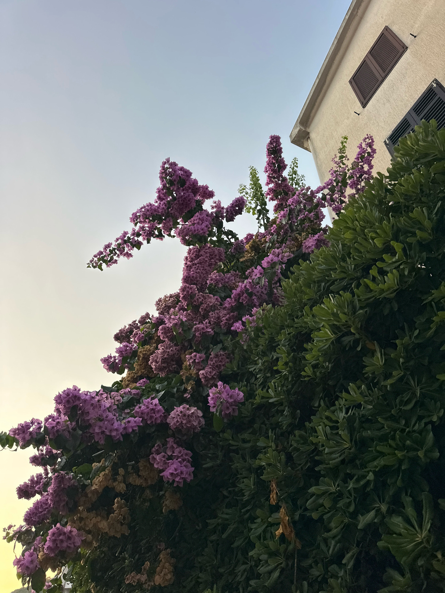 An upward-facing, low-angle shot captures a vibrant display of pink bougainvillea flowers against a pale sky. The bougainvillea cascades down the side of a textured, pale yellow building, adorned with two dark-shuttered windows on its upper section. To the right, a dense, dark green shrub forms a lush backdrop. The scene is set in the city of Budva, Montenegro, hinting at a Mediterranean locale. The lighting suggests it is either early morning or late afternoon, with a gentle, diffused light. There are no people or animals visible in the frame.