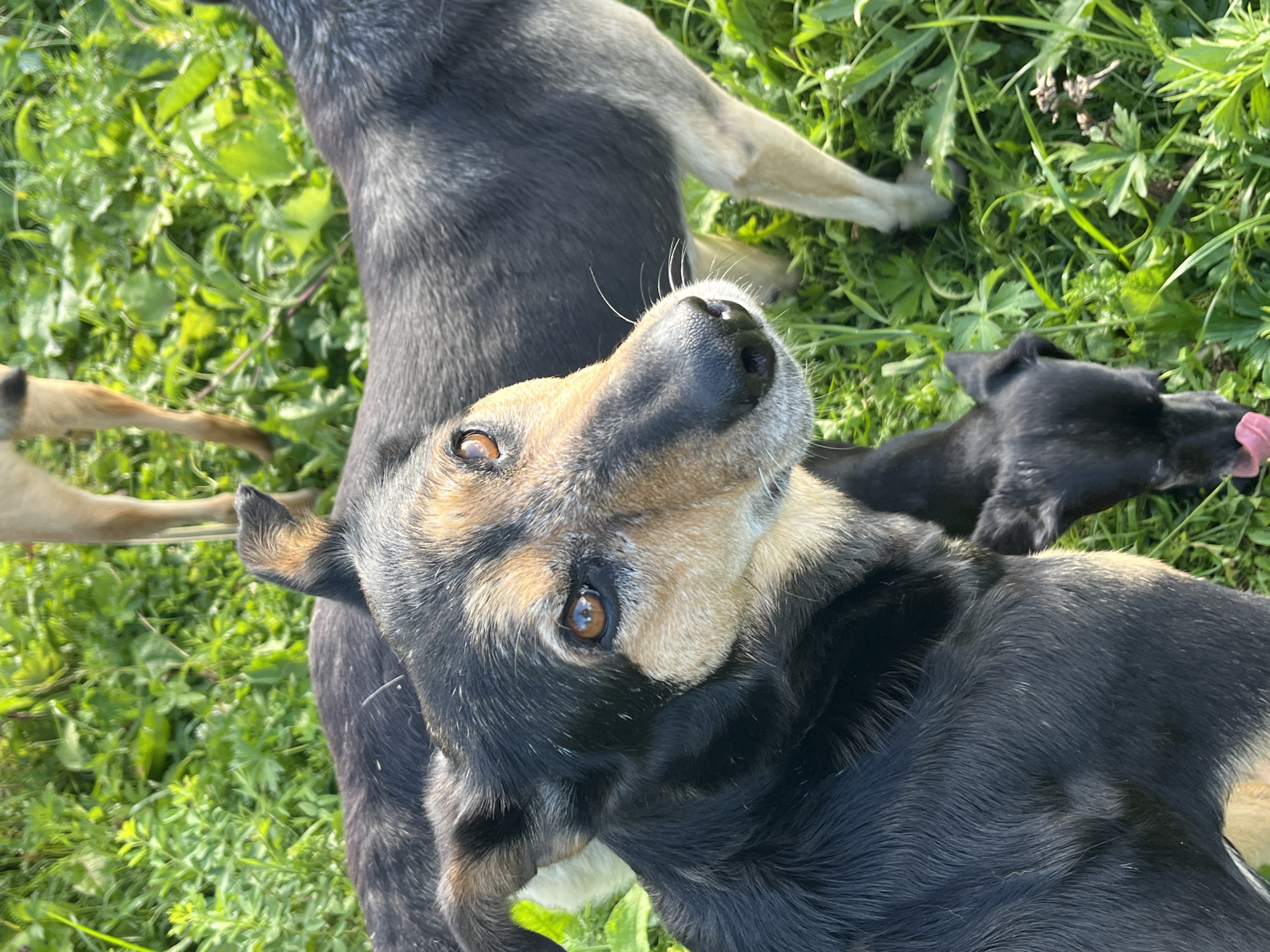 The image shows a close-up of a black and tan dog with its head turned towards the camera, its right eye clearly visible. The dog's fur is textured, and its ears are perked. Behind this dog, other dogs are partially visible, including one with tan legs standing in lush green grass and another black dog with its head down and tongue out. The environment appears to be an outdoor grassy area with abundant foliage, bathed in natural sunlight. There is no indication of urban infrastructure or specific landmarks that would place this scene in Nizhny Tagil, Russia.