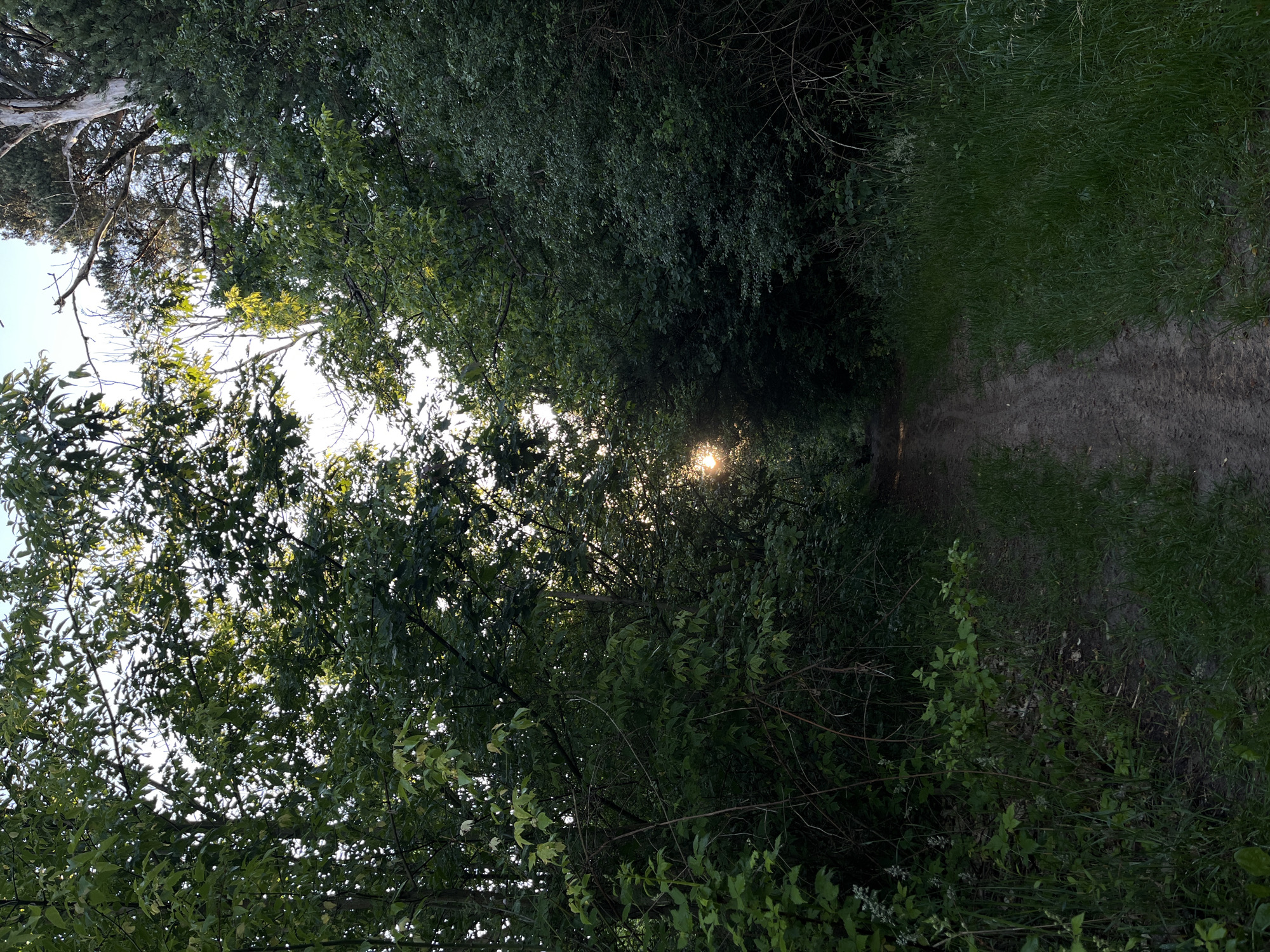 The image depicts a dirt path winding through a dense, green forest. Sunlight filters through the thick canopy of trees, creating a dappled effect on the path and surrounding foliage. The path appears to be well-trodden, suggesting it is used for walking or cycling. The vegetation is lush and varied, with different shades of green indicating a healthy ecosystem. The overall impression is one of a serene and natural environment, likely located in a park or a nature reserve within the city of Briukhovychi, Ukraine. There are no people or animals visible in the image.