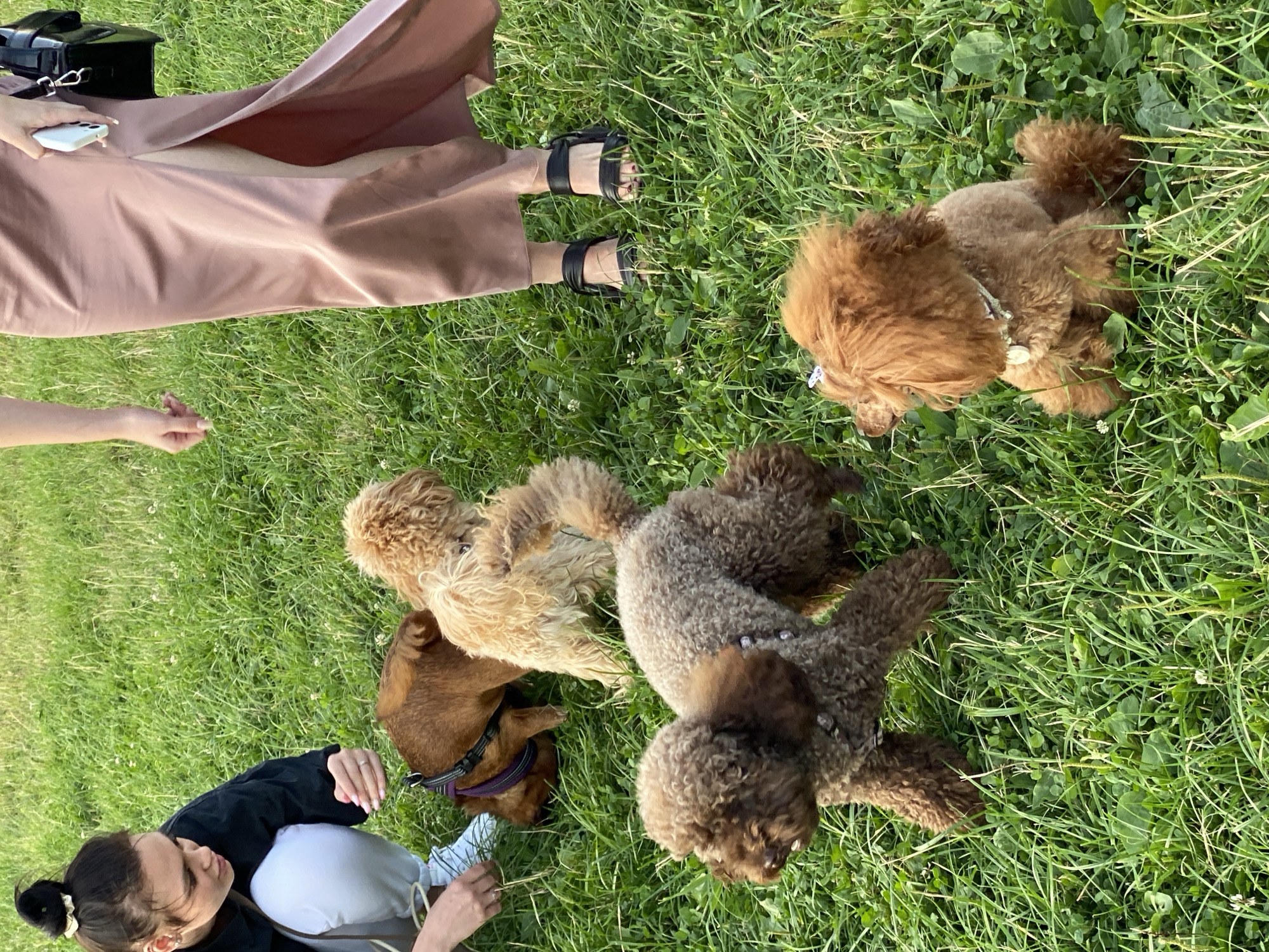 A group of four dogs, three poodles and one terrier mix, are gathered on a grassy field. A woman in a black top and white pants is crouched down, interacting with the terrier mix. To the right, a woman in a long, rose-colored satin dress stands with a black purse in her hand. The ground is covered in lush green grass and clover. The scene appears to be an outdoor gathering, possibly in a park or rural area near Krasnoborskoye, Russia.