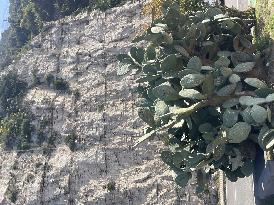 The image displays a large prickly pear cactus (Opuntia) in the foreground, located alongside what appears to be a paved area or road. Numerous green pads of the cactus exhibit carved or scratched inscriptions, including names and dates such as "Lena," "Tus," "Lora," "Vince," "Vale," and "Andrea." In the background, a towering, light-colored, stratified rock cliff rises, covered extensively with a steel mesh netting designed for rockfall protection. Sparse green foliage and some yellow flowering plants are visible clinging to and growing atop the cliff face. The scene is illuminated by direct sunlight, casting some shadows on the cliff. The setting is in Meta, Italy.