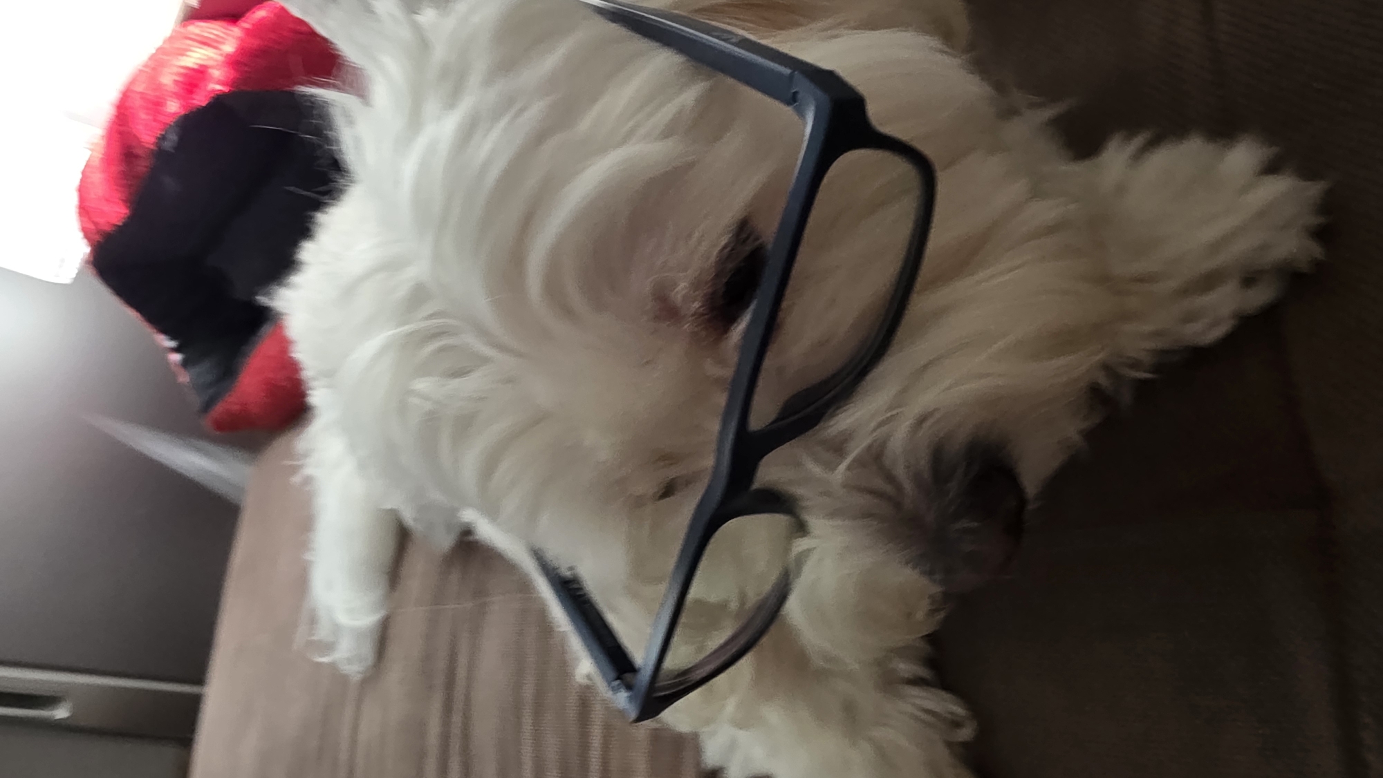 A white, fluffy dog is lying on a brown couch. A pair of dark blue eyeglasses rests on the dog's face. In the background, there is a red and black object, possibly a piece of clothing. The location in the city of Blagoevgrad, Bulgaria cannot be determined from the image.