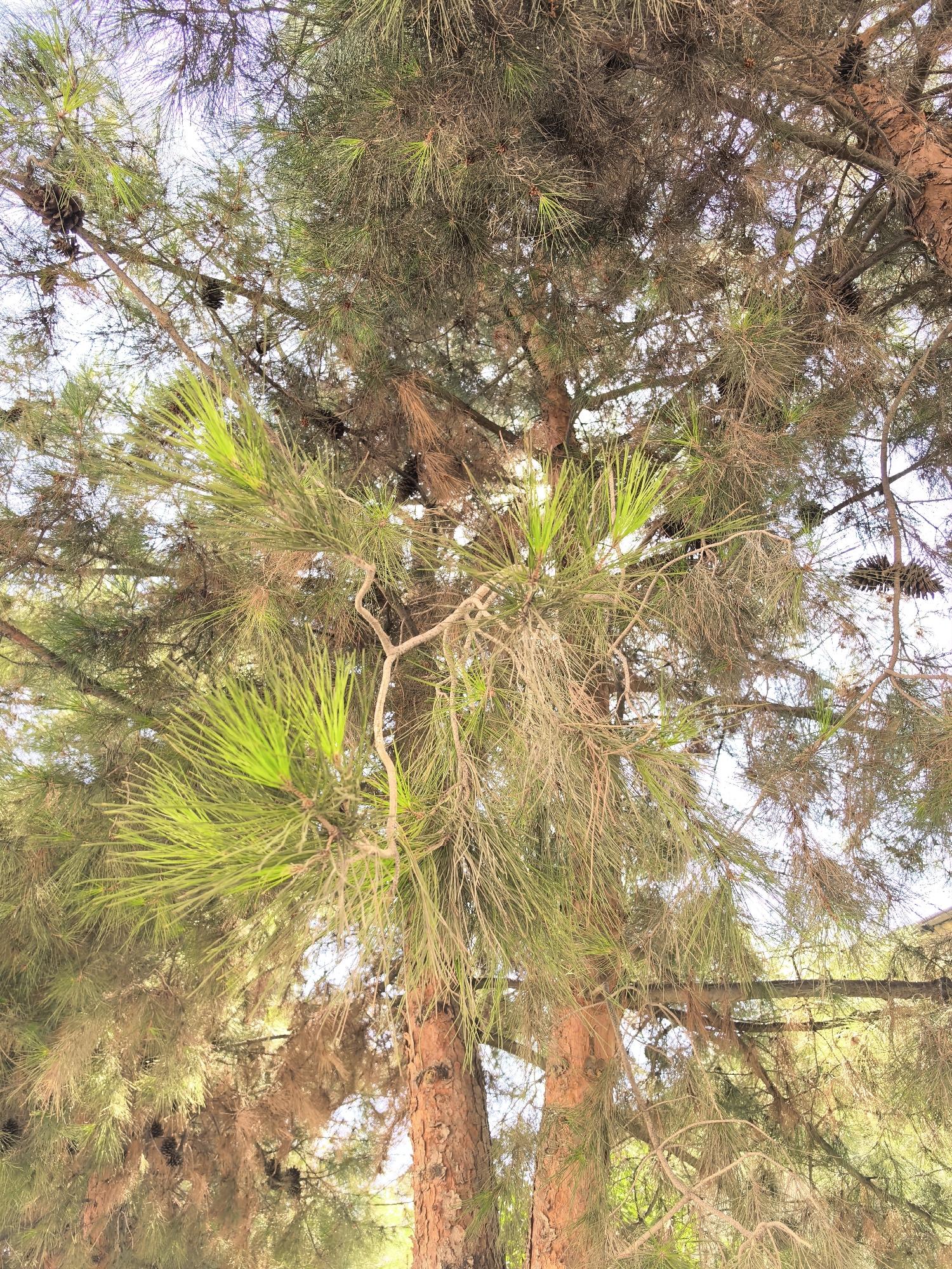 The image is a close-up, low-angle shot looking up into the canopy of a pine tree, likely in Fergana City, Uzbekistan, during daylight. The tree has rough, reddish-brown bark on its trunk, which is visible in the lower right portion of the frame. The branches are covered in long, green pine needles, with some older, dried needles appearing brownish and sparser. Several pine cones are visible among the branches, some dark and mature, others lighter and less developed. The sky is a bright, washed-out white, indicating strong sunlight filtering through the dense foliage, creating dappled light and shadow throughout the branches. The overall impression is of a natural, outdoor scene focused on the detailed texture and density of the pine tree's branches and needles.