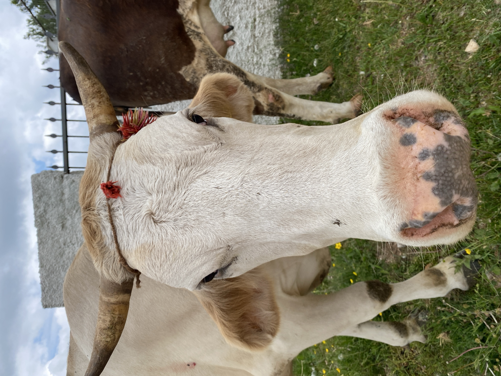 This image captures a close-up, overhead view of a light-colored cow resting in a grassy area in Korita, Montenegro. The cow, primarily white or cream-colored, dominates the foreground, with its head and upper body visible. A prominent, curved horn extends from its head, near the base of which a distinctive red, fluffy adornment or tassel is tied. The cow's dark eye is partially visible, suggesting a calm and relaxed demeanor. Its muzzle is a notable feature, displaying a pinkish skin with irregular dark, mottled patches, and fine whiskers are visible around the snout. A small fly can be seen on its face.
In the background, another cow, brown with white markings, is partially visible, also lying down. The ground is covered in vibrant green grass interspersed with small yellow wildflowers. A black metal fence runs horizontally across the mid-ground, separating the cows from some concrete or stone structures visible to the left. The sky, filled with clouds, is visible beyond these structures.
The scene depicts a peaceful moment in a pastoral setting, likely during daytime under an overcast sky. The cows appear to be resting or grazing lazily. There is no visible text in the image.