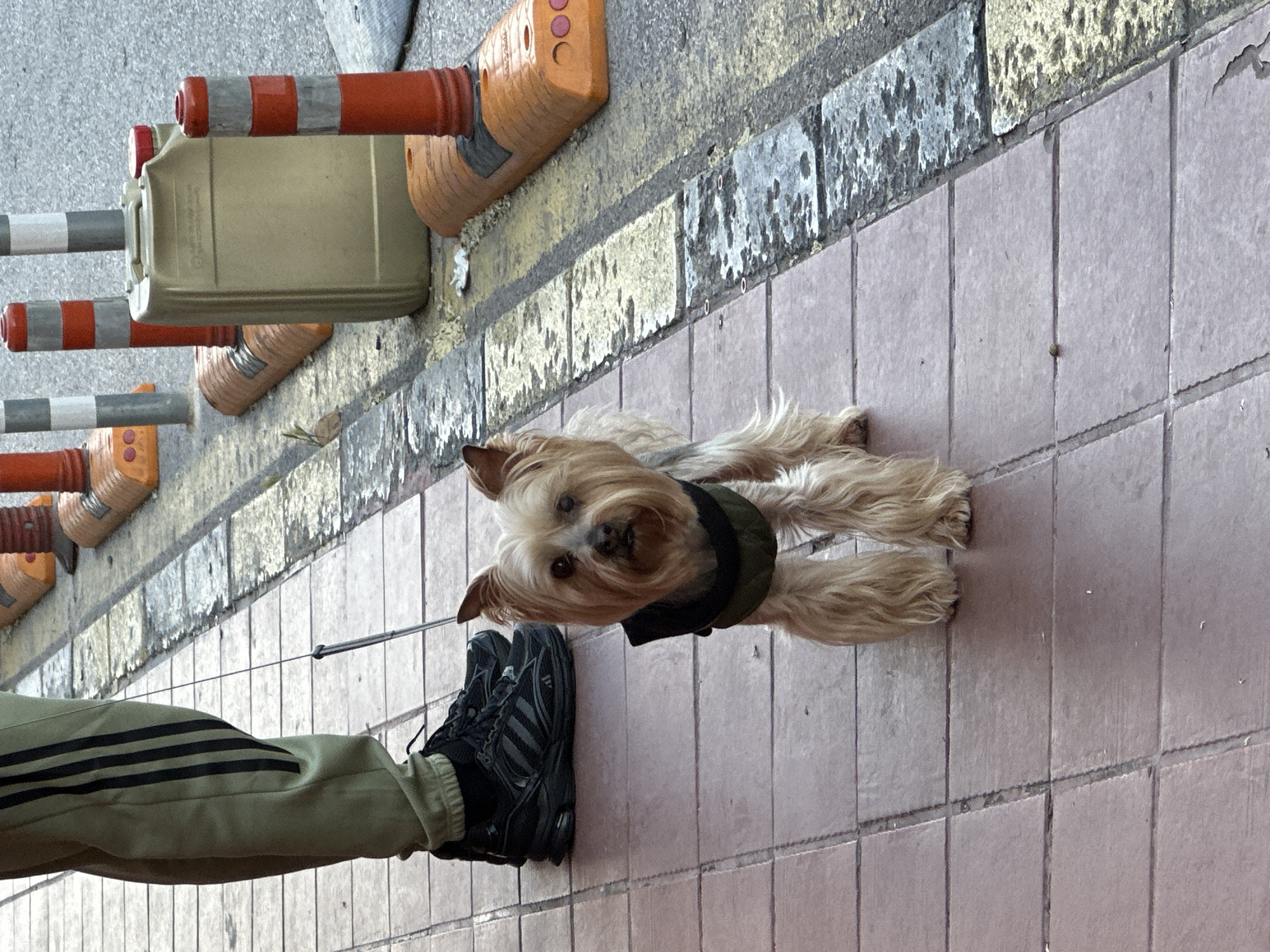 The image shows a small, light-brown, long-haired dog on a leash, standing on a tiled sidewalk. The dog wears a dark-green vest. To the left of the dog is a person wearing light-green pants with three black stripes down the side and black Adidas sneakers. The sidewalk is bordered by a curb and a row of orange and gray traffic barriers. The location is possibly in Varna, Bulgaria, based on the style of the traffic barriers and sidewalk tiles, though this is not definitively confirmed in the image.