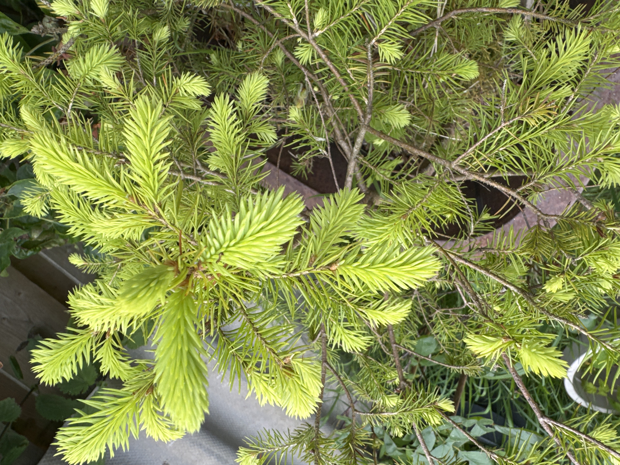 The image is a close-up, top-down view of a conifer tree's branches, likely an evergreen like a spruce or fir, with a focus on its new, vibrant green growth. The foliage is dense, with needle-like leaves that are bright lime green, particularly at the tips of the branches, suggesting it is spring. The older needles are a deeper green, creating a contrast. The branches are thin and woody, with a reddish-brown hue.
In the background, some darker, older foliage is visible, along with elements of the surrounding environment. To the left, there appears to be a wooden structure, possibly a fence or deck railing, with visible slats. The ground beneath the branches is somewhat obscured but seems to include greyish material, perhaps concrete or gravel, and some darker patches that could be soil or decaying leaves. There's also a hint of other plants or greenery in the lower portion of the frame. A dark, rectangular object, possibly a planter or container, is visible in the middle ground, partially covered by the branches.
The lighting suggests it is daytime, likely with overcast or diffused light, as there are no harsh shadows. The overall mood is natural and tranquil, emphasizing the lushness of the new growth and the texture of the needles and branches. No people, text, or specific events are depicted. The image is purely a study of the plant's texture and color.