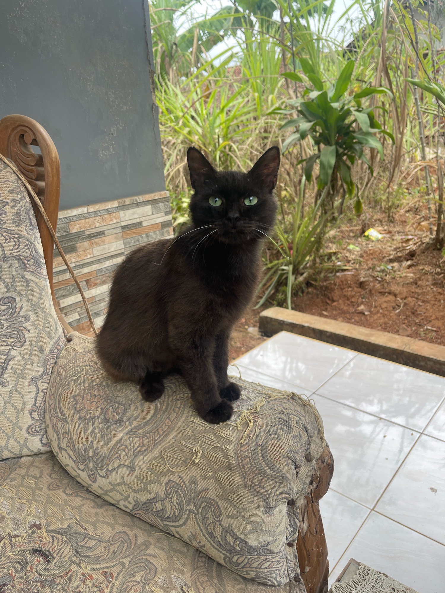 A black cat with green eyes sits on a patterned, worn armchair on a tiled patio. Behind the chair, a wall with a tile border is visible, and beyond that, lush green vegetation and dry brown earth. The scene is likely outdoors in a residential area in Pabuaran, Indonesia.