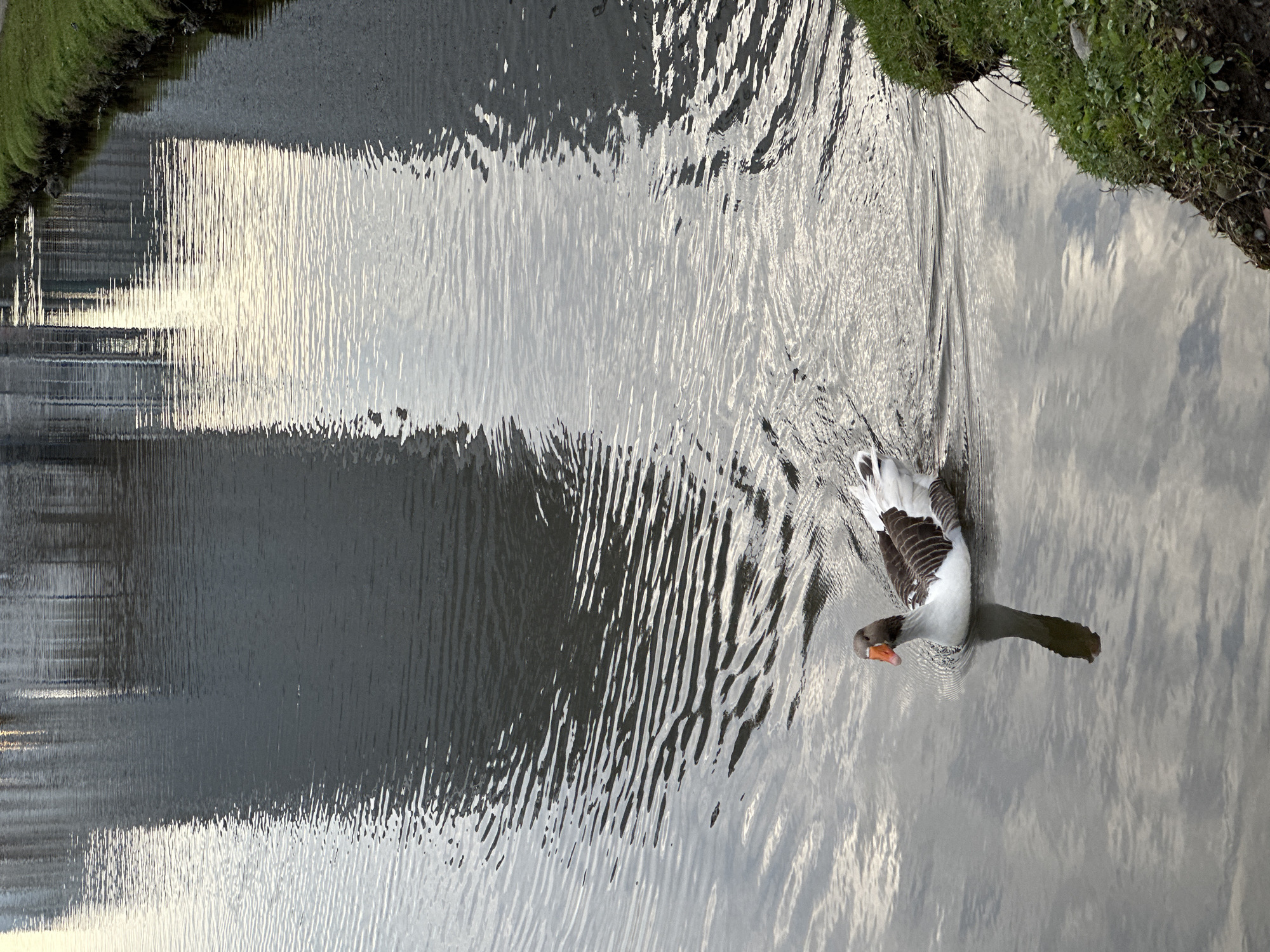A goose swims in a canal or waterway. The waterway has grass on both sides, and reflections of buildings in the water suggest an urban setting. The goose is in the lower right quadrant of the image, paddling through the water. The location is likely in Batumi, Georgia, given the prompt's instructions, although specific landmarks are not visible to confirm this precisely.