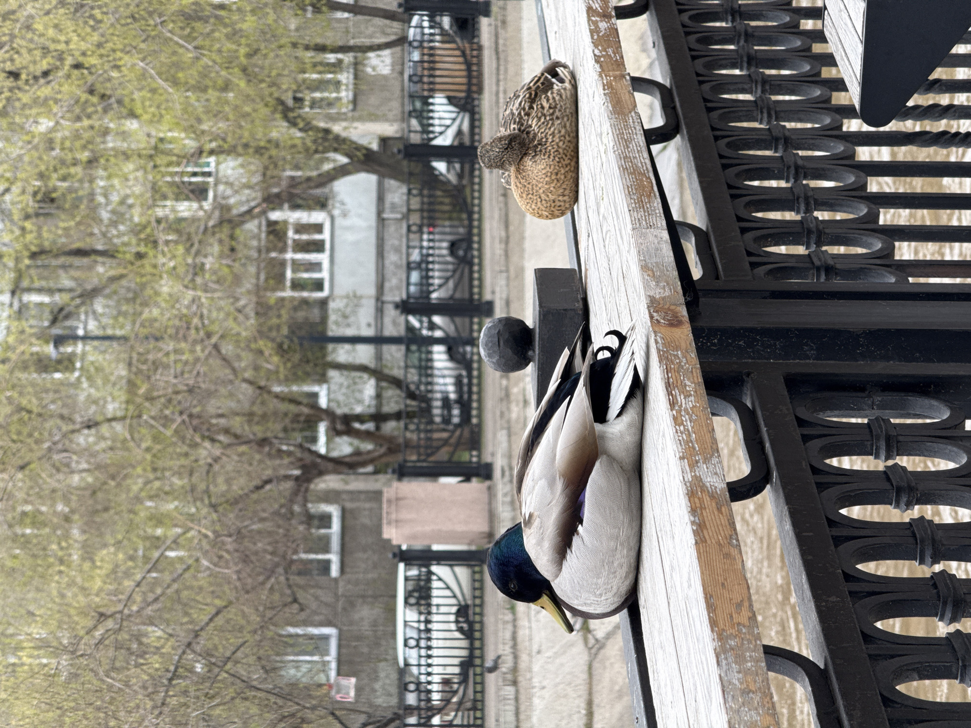 The image shows two ducks resting on a wooden bench beside a canal in Krasnoyarsk, Russia. One duck is a male Mallard, with a distinctive green head and grey and white plumage. The other is a female Mallard, with mottled brown feathers. They are positioned on a weathered wooden bench, partially separated by a black metal railing with decorative oval patterns. The canal water appears murky. In the background, there is a multi-story building with several windows, and trees with emerging spring foliage. A wrought-iron fence is also visible in the background.