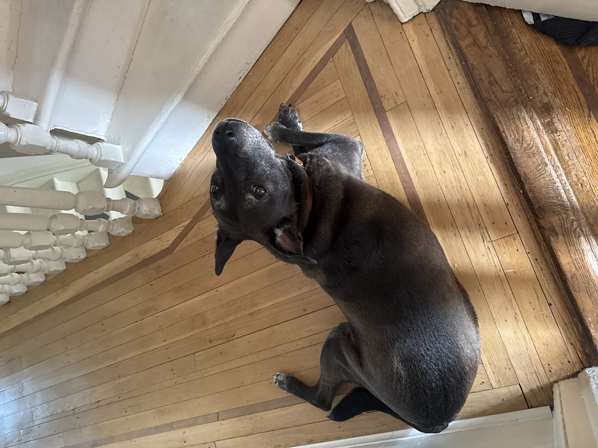 A brown dog is lying on its back on a wood floor, with its head near a white, ornate railing. The dog is looking up at the camera. The floor is made of light-colored wood planks, arranged in a herringbone pattern in places. The railing is painted white. The location is unknown.