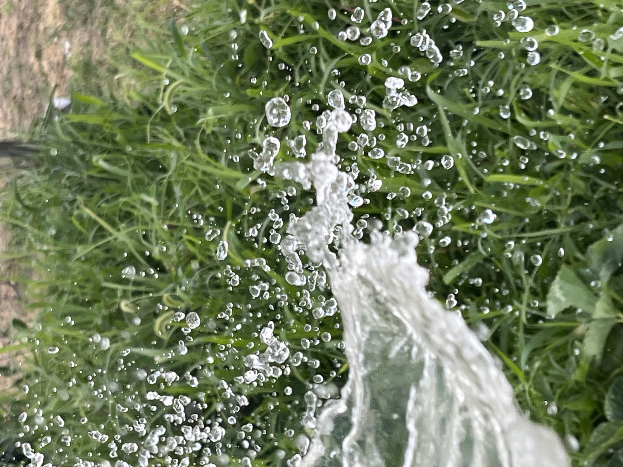 The image depicts a close-up view of water spraying onto green grass. The water is captured in mid-air as numerous droplets, with a larger stream of water visible on the left side of the frame. The grass appears lush and somewhat tall, with some blades bent or disturbed by the water. The background is out of focus, showing more of the green vegetation and a hint of dry, brown ground. The scene is likely outdoors in a natural or cultivated grassy area. There is no indication of the city of Krasnyye Barrikady, Russia, in the image itself.