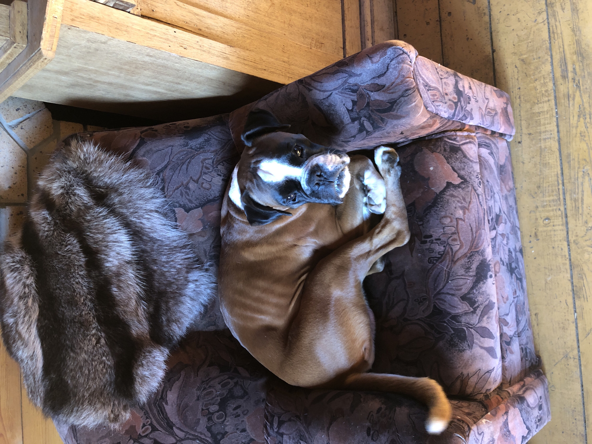 An eye-level, high-angle, medium shot captures a brown boxer dog lying on a floral upholstered armchair. The dog's body is curled to its right, with its head resting on its paws. Its face is turned towards the viewer, with dark ears, a white blaze on its forehead, and a black muzzle. A large, fluffy, grey and brown fur pelt is draped over the back of the armchair, partially obscuring the dog. The armchair is situated on a weathered, yellow wooden floor. To the right of the armchair, a light wood cabinet with visible seams and hardware stands against a brick wall. The scene appears to be an indoor domestic setting. The image was taken in Романово, Russia.