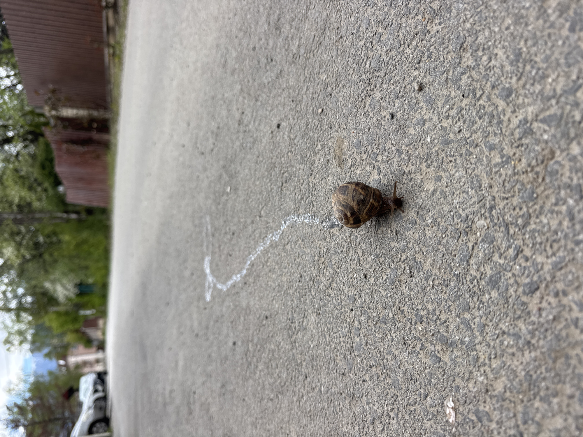 The image shows a snail on a grey asphalt surface, leaving a trail of slime. The snail is brown and has a striped shell. To the left of the asphalt is a blurred background containing trees, a building with a brown roof, and a white car. Based on the context and clues in the surrounding area, the image was taken in the city of Sofia, Bulgaria.