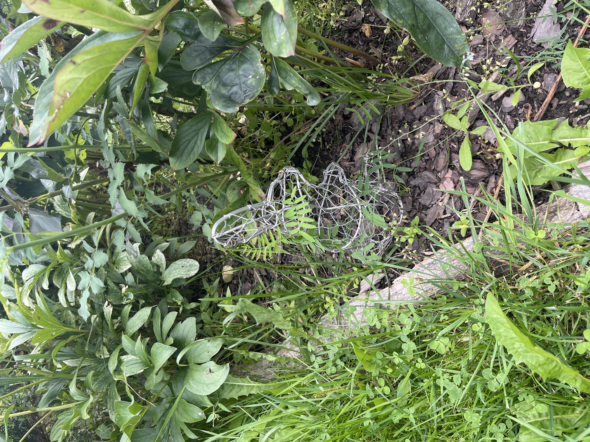An outdoor, eye-level shot captures a garden scene with lush green foliage dominating the frame. In the center, a wireframe sculpture of a rabbit, its metallic form contrasting with the organic plant life, is nestled amongst the greenery. The rabbit sculpture appears to be empty, its wire mesh structure allowing the surrounding plants to be visible through it. The ground is covered with a mixture of dark mulch, grass, and small green plants, suggesting a well-tended yet somewhat wild garden environment. The lighting is soft, indicating an overcast day or shade from denser foliage. There are no people or animals visible in the image. The location is identified as Vladimirovka, Russia.