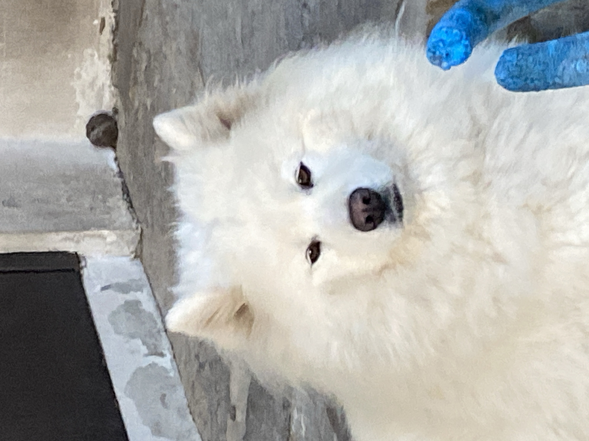 A close-up, head-on, eye-level shot captures a fluffy white dog with a black nose and dark brown eyes looking directly at the camera. The dog's fur is voluminous and appears soft. In the background, a rough, textured gray surface is visible, possibly concrete. To the left, a dark, vertical rectangular object, perhaps a door or a wall, with a lighter, textured base is present. Further in the background, a small, round, dark object rests on the gray surface. On the right side of the frame, two bright blue objects with a textured surface, possibly parts of a toy or tool, are partially visible. The lighting suggests it is daytime.