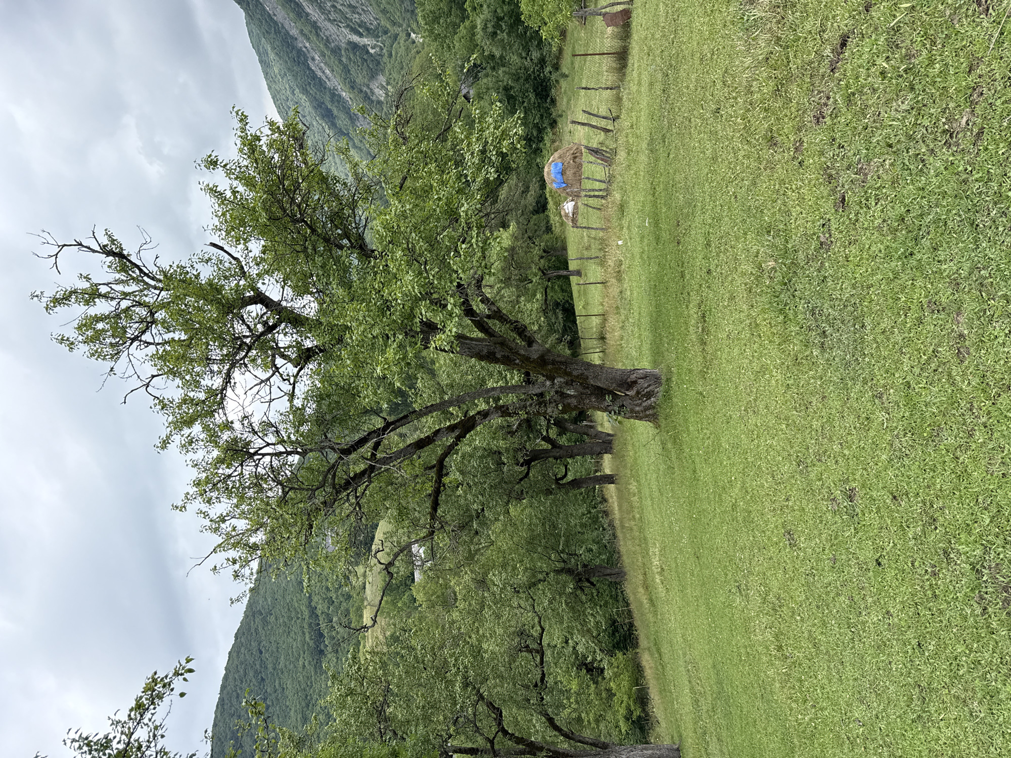 The image depicts a pastoral scene in Sis, Azerbaijan, under an overcast sky. A large, mature tree with dense green foliage dominates the foreground, its branches reaching out expansively. The tree has a thick, textured trunk. Beyond the tree, a gently sloping grassy field stretches towards a wooded area and a steep, tree-covered mountainside. In the mid-ground, a rustic wooden fence encloses a small section of the field where two haystacks are visible. One haystack is partially covered with a bright blue tarp, and the other is white, likely also covered. The presence of haystacks suggests it is either harvest season or preparations for winter. The overall atmosphere is tranquil and rural, with no people visible in the frame. The lighting is diffused, consistent with a cloudy day. The location is characterized by lush greenery, indicating a fertile, natural environment.