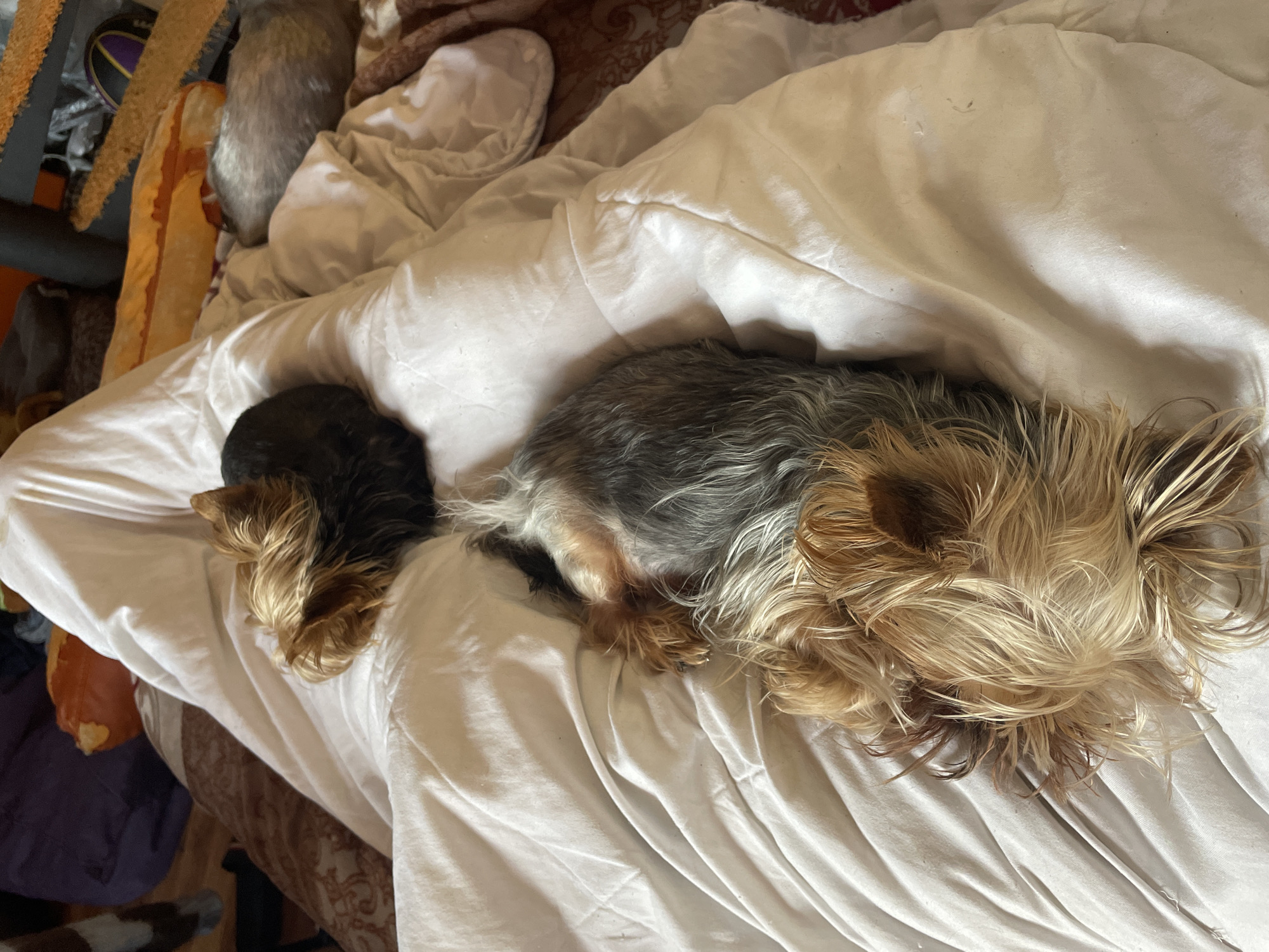 Two Yorkshire Terriers are resting on a white bed, appearing to be asleep or very relaxed. The image is taken from above, looking down on the dogs and the bed.
The dog on the left is smaller and primarily black or very dark brown, with tan or blonde fur around its head and ears. It is curled up, with its back facing the camera.
The dog on the right is larger and lies stretched out next to the smaller dog. Its body fur is a mix of grey and black, while its head, ears, and parts of its legs are covered in long, shaggy tan and blonde hair. Its head is facing away from the camera, tucked into the bedding.
Both dogs are nestled on a rumpled white sheet or duvet cover, which is the primary feature of the bedding. The fabric has various folds and wrinkles, suggesting a used bed.
In the upper left background, glimpses of a cluttered area can be seen, including what looks like a basketball (purple and black) and other items, possibly furniture or storage, which are out of focus. The broader background suggests a room interior, likely a bedroom. The bed appears to have a patterned, possibly brown, bed skirt or frame visible on the left side.
The overall impression is one of peaceful domesticity. There is no visible text in the image. The time of day and weather are not discernible, but the scene takes place indoors. The location context given is Burgas, Bulgaria, but no specific visual cues within the image confirm this.
