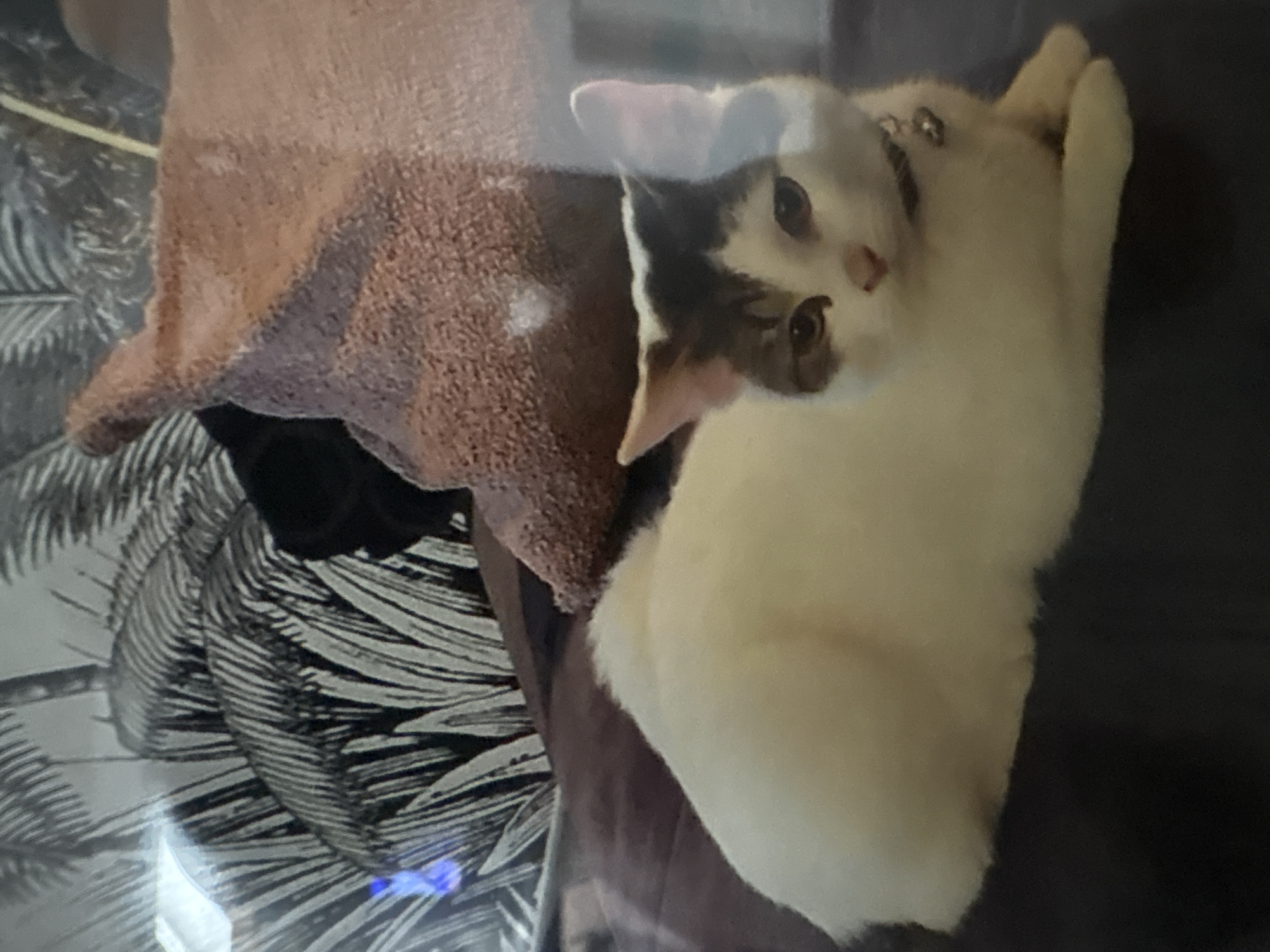 This media file captures an indoor scene in Estaimpuis, Belgium, featuring a domestic cat as its primary subject. The cat is predominantly white with striking dark grey or brown patches on its head, particularly around its ears and eyes. It possesses light amber-colored eyes and is wearing a collar adorned with a small, metallic bell.
The cat is depicted lying on a dark, soft surface, likely a sofa or bed. Its posture suggests relaxation combined with alertness; its front paws are tucked beneath its body, and one hind leg is casually raised, while its gaze is directed straight at the camera with an expression of mild curiosity.
To the left of the cat, a thick, textured brown fabric, possibly a blanket or towel, is visible, appearing crumpled. Beneath this fabric and extending across the lower left portion of the frame is a dark surface featuring a distinct black and white pattern, reminiscent of stylized leaves or feathers. A small, bright blue light, possibly an indicator from an electronic device, reflects faintly in the bottom left corner of the image. The setting conveys a comfortable, domestic environment. No text is visible within the image.