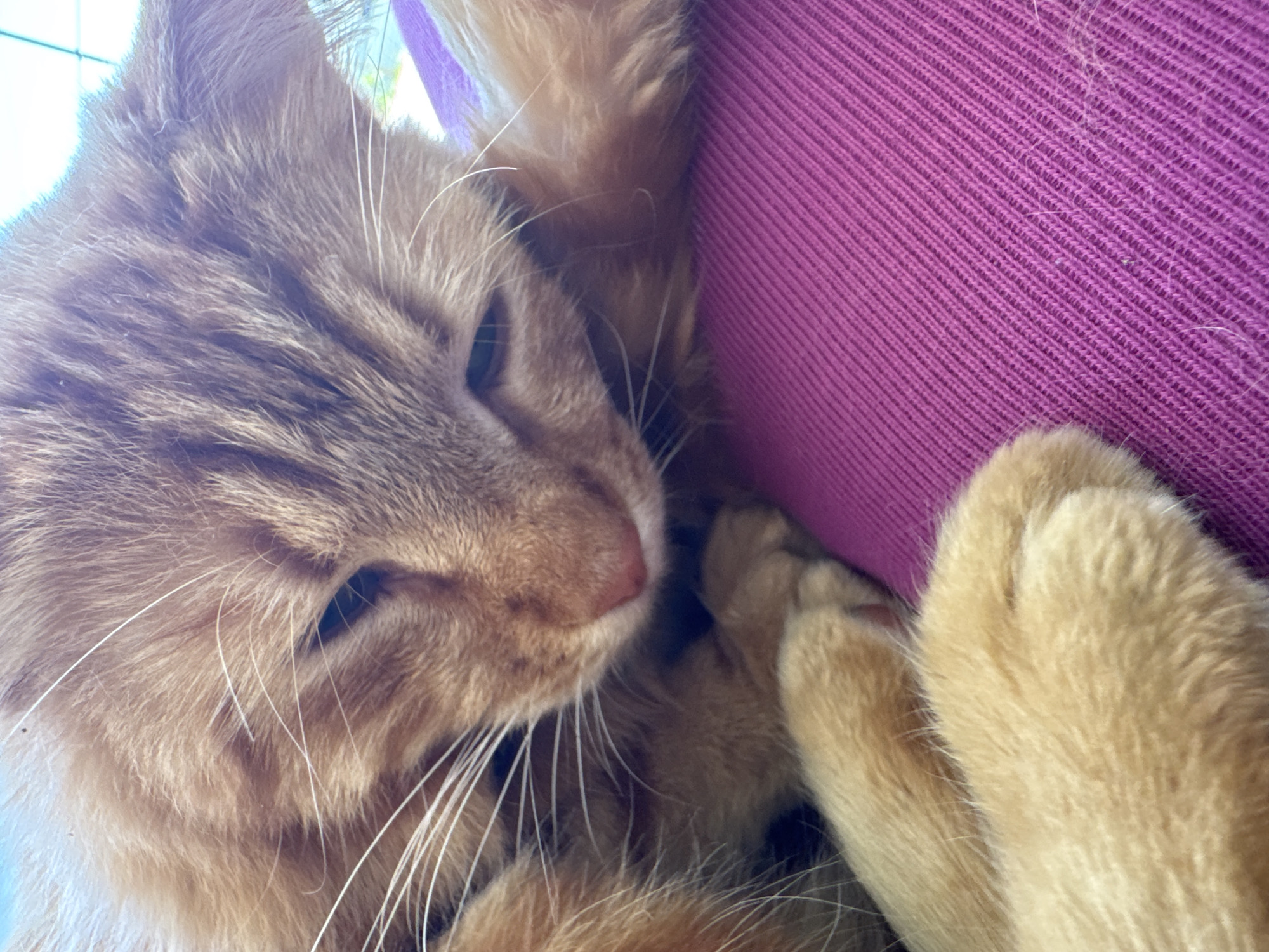 A close-up, overhead shot shows an orange tabby cat resting on a vibrant magenta, textured surface, likely a piece of fabric. The cat's head is tilted downwards, with its eyes partially closed, suggesting a relaxed or sleepy state. Its whiskers are prominent, fanning out from its muzzle. The cat's fur exhibits characteristic tabby markings in shades of orange and brown. Its paws are also visible, curled up near its face. The background is softly out of focus, but the magenta surface occupies the majority of the frame, providing a strong contrast to the cat's fur. The lighting appears to be natural, possibly from a window, creating soft shadows and highlighting the texture of the cat's fur and the fabric. There is no discernible city or location information within the image itself.