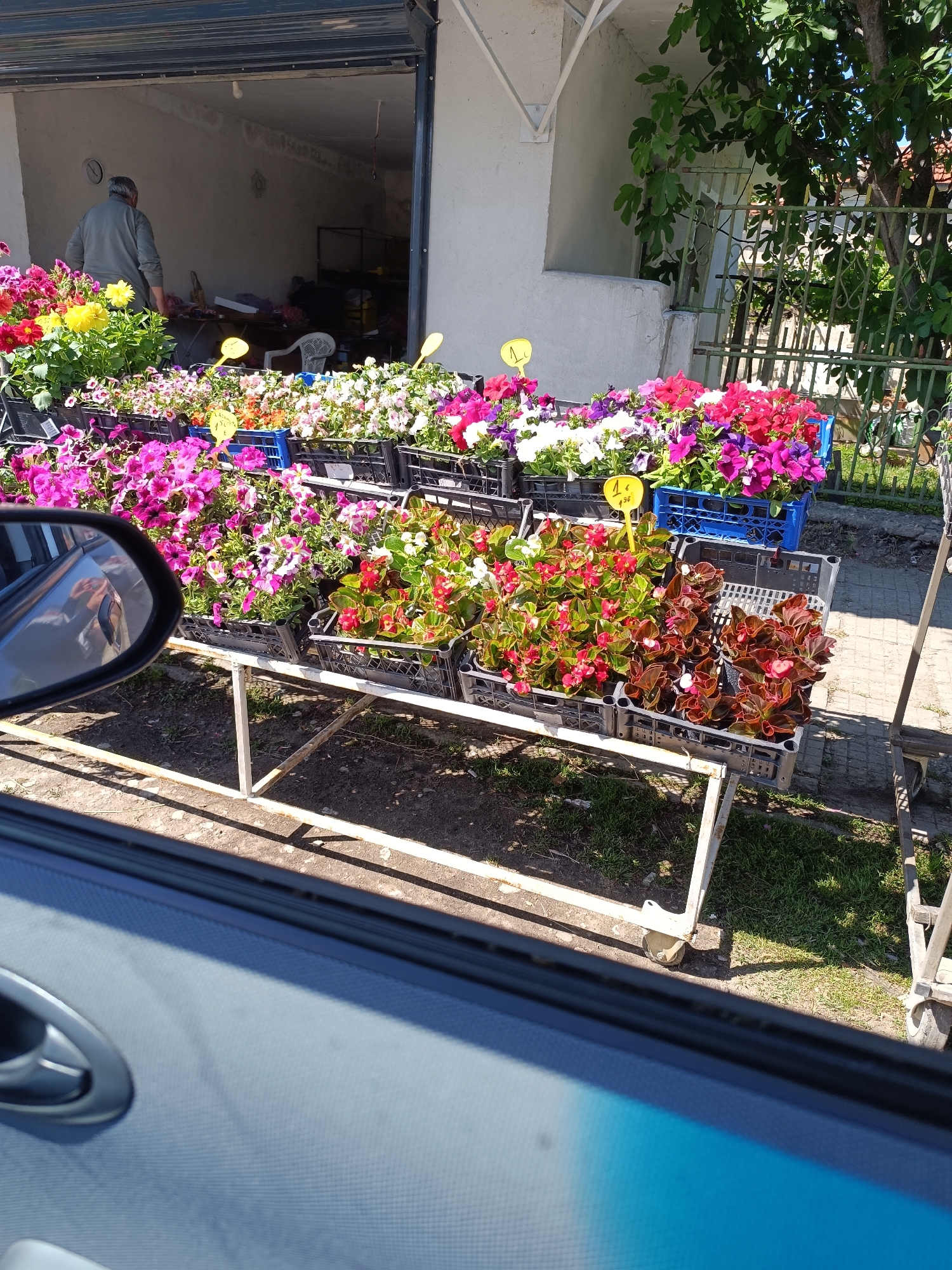 The image depicts a roadside flower stand in Zvanichevo, Bulgaria. The stand is constructed of a white metal frame and displays numerous black and one blue plastic crates filled with various flowering plants. Yellow price tags are visible among the flowers. In the background, a man stands inside a building with a partially open metal roller door. The scene is viewed from inside a car, with the side mirror and window frame visible in the foreground. A tree with green foliage and a fence line are present in the background.