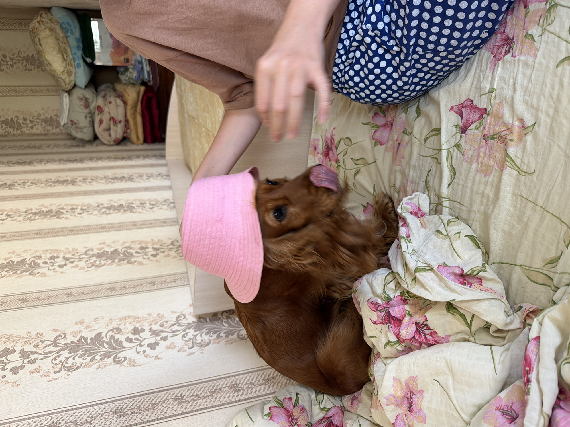 A brown cocker spaniel dog wearing a pink bucket hat sits on a bed covered with a floral patterned comforter. A person's arm and torso are visible on the right side of the frame. The person is wearing a brown t-shirt and blue and white polka dot pants. The person's hand is blurred as it reaches towards the dog. The room is decorated with striped wallpaper. The scene takes place indoors, possibly in a bedroom, located in Бярэзінскі сельскі Савет, Belarus.