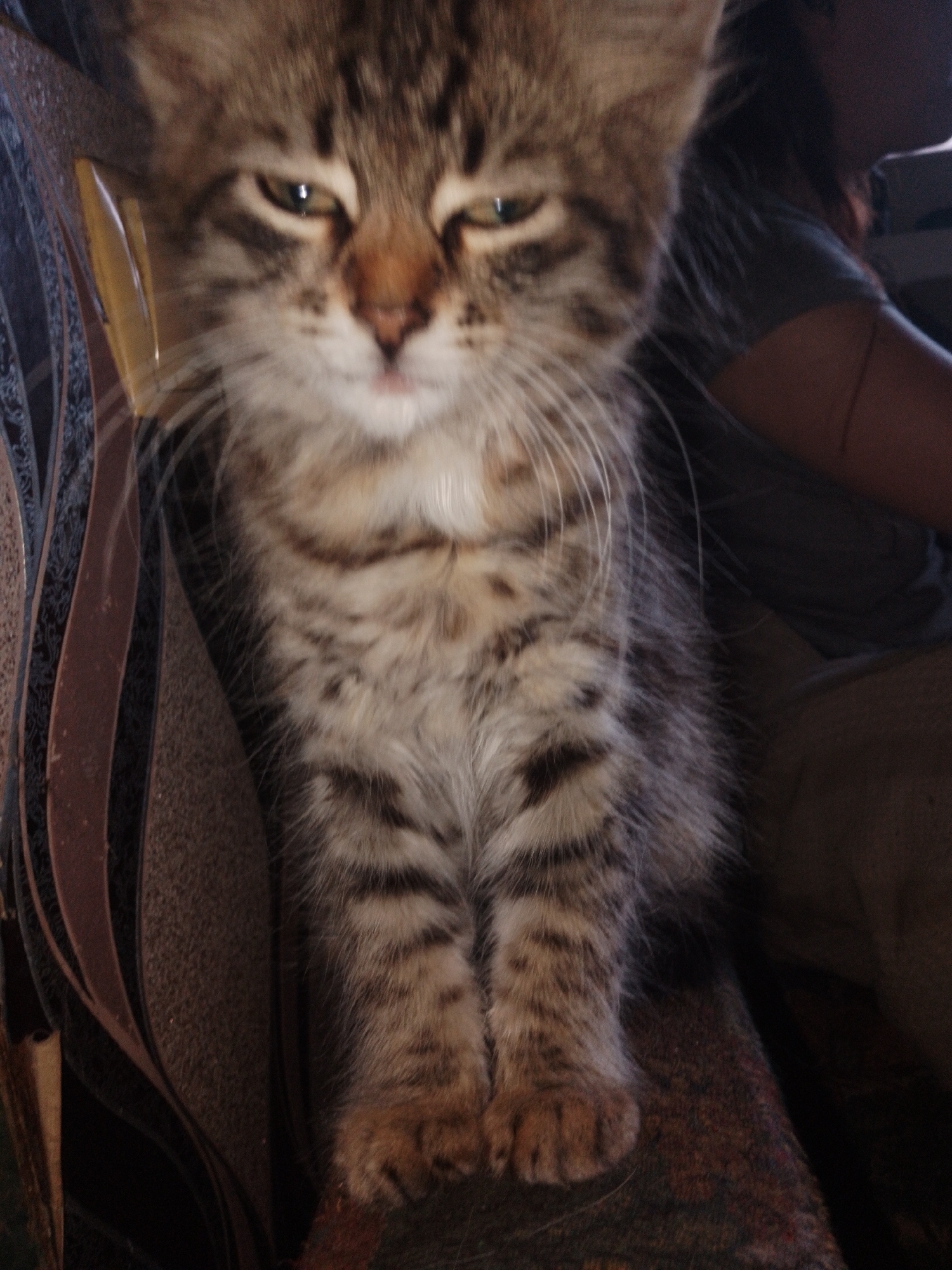 This media file is a close-up photograph of a tabby kitten sitting on what appears to be a textured surface, possibly a couch or chair. The kitten is the sole focus of the image. Its fur is a mix of brown, black, and white stripes, and its expression is somewhat sleepy or unimpressed, with its eyes partially closed and a slight pout. The kitten's paws are visible, resting on the surface.
Behind the kitten, parts of a person can be seen. A dark-colored garment, possibly a t-shirt or sweatshirt, is visible on the person's upper body. The background is dark and indistinct, suggesting an indoor setting. The lighting appears dim, possibly indicating it was taken indoors in low light conditions or at night. No text is visible in the image. The overall mood of the image is intimate and casual, focusing on the adorable yet slightly grumpy demeanor of the kitten.