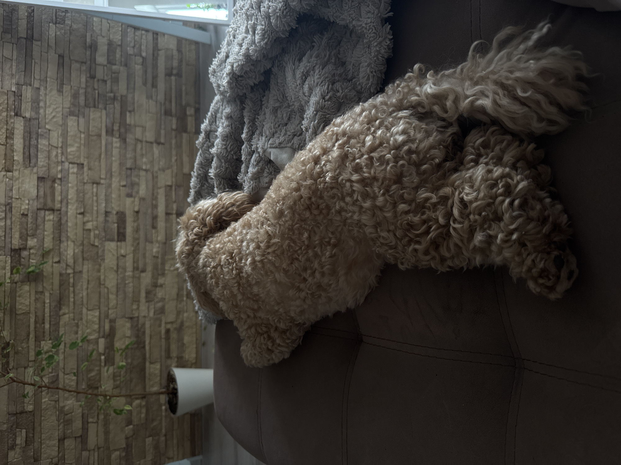 A light brown, curly-haired dog is resting on a brown couch, partially covered by a gray, fluffy blanket. The dog is lying on its side with its head tucked in, and its tail is curled upwards. The background features a textured stone-patterned wall and a window with a glimpse of greenery outside, suggesting an indoor setting. A small potted plant with delicate branches and green leaves is visible on the left side of the frame. The lighting is dim, casting shadows on the couch and dog, hinting at either early morning or late evening. The overall mood is peaceful and relaxed, with the dog appearing comfortable and asleep. There is no visible text in the image. The location context is Saratov, Russia.