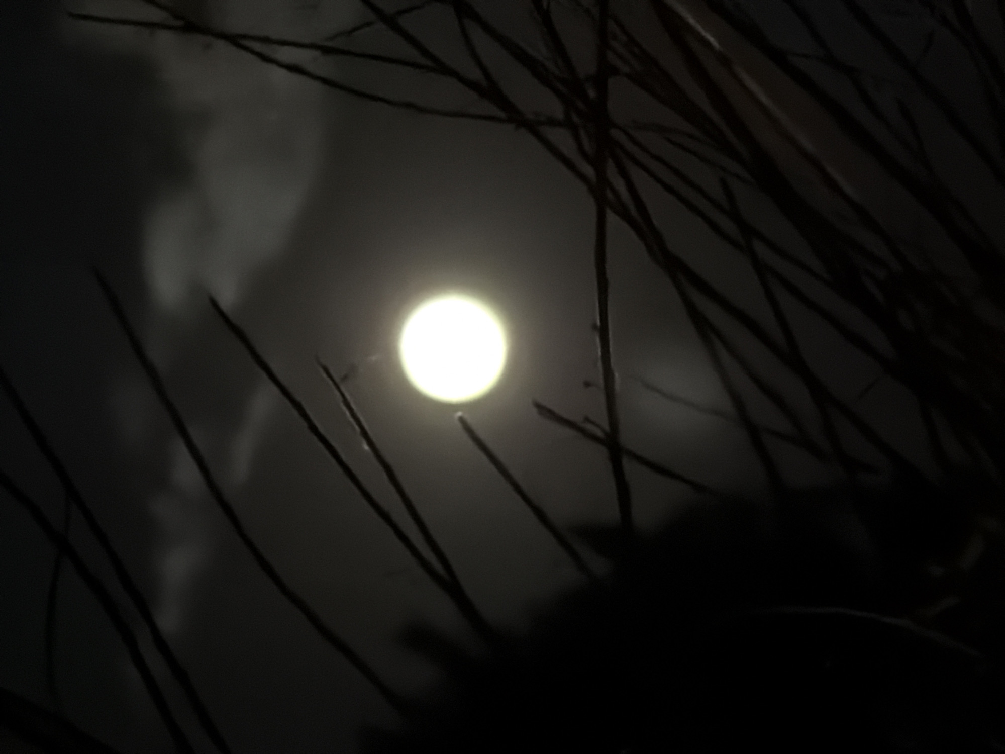The image depicts a nighttime scene dominated by a brightly lit full moon, partially obscured by the branches of trees or shrubs in the foreground. The moon is a luminous orb with a soft glow, casting faint light on wispy clouds in the sky. The branches, rendered in dark silhouettes, create a stark contrast against the moonlit sky, adding a sense of depth and mystery to the composition. The overall atmosphere is tranquil and ethereal, suggesting a quiet moment under the night sky. There are no visible people or specific landmarks of Leudelange, Luxembourg, within the frame. The image captures a natural, nocturnal environment.