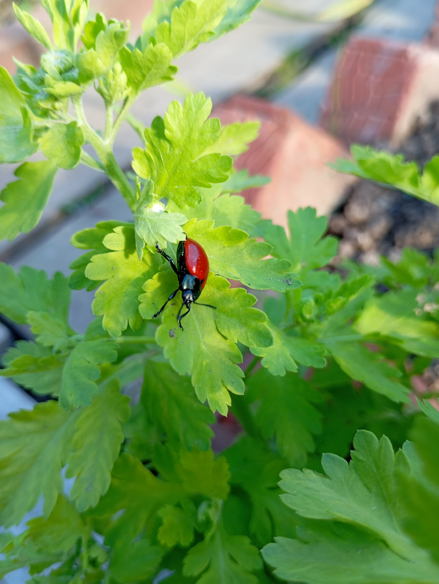 A red beetle with a black head and legs is perched on a green plant with small, densely packed leaves. The plant is outdoors, possibly in a garden or potted plant arrangement. In the background, there are blurred red bricks and soil, suggesting an urban setting. The location in Фоки, Russia, cannot be determined from the image content alone.