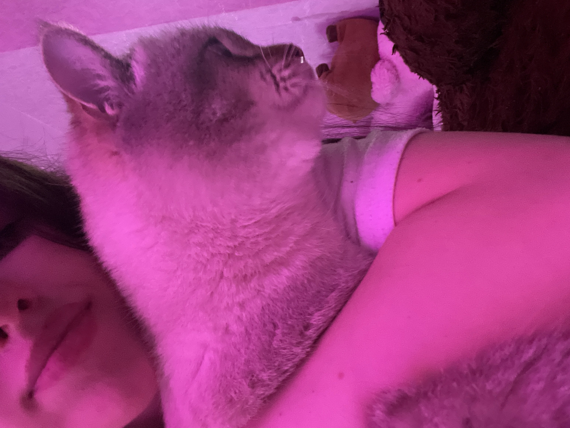 This indoor image, likely taken in Votkinsk, Russia, features a close-up of a cat resting intimately with a person, all bathed in a dominant magenta-pink light.
The central subject is a domestic cat, presenting its left profile. Its fur appears light-colored, possibly grey or cream, but is heavily tinted pink by the ambient lighting. The cat's head is tilted upwards and slightly to the right, revealing a pointed ear, prominent whiskers, and a curious or relaxed expression. Its soft fur is a significant texture in the foreground.
To the left of the cat, a portion of a person's face is visible, including the lower part of the nose, mouth, and chin, suggesting they are looking slightly upwards or outwards with a gentle expression. A bare arm, also illuminated by the strong pink light, is seen extending from the lower right, with a hint of a white garment strap on the shoulder. The cat is nestled closely against the person's body, indicating a moment of companionship or cuddling.
In the background, behind the cat's head, parts of two stuffed animals are visible. On the upper right, there's a large, dark brown, shaggy stuffed animal, likely a bear. Below and slightly to its left, a smaller, lighter-colored stuffed toy can be discerned.
The strong, artificial pink lighting permeates the entire scene, creating a distinct mood that suggests an evening or nighttime setting, or a room designed with specific mood lighting. The overall impression is one of warmth, comfort, and affection between the pet and its owner. There is no visible text in the image.